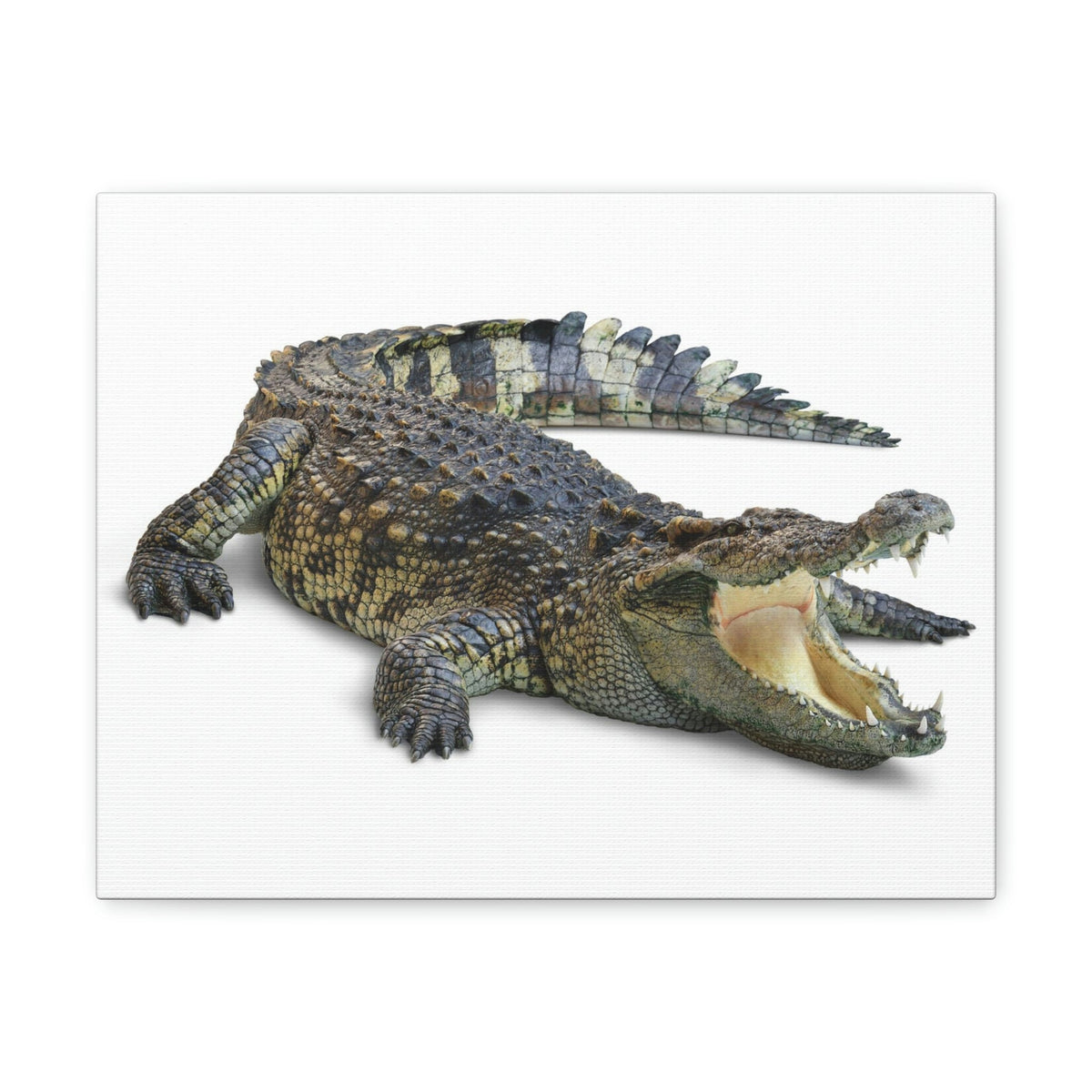 Scripture Walls Crocodile Hunting Crocodile on Hunt Print Animal Wall Art Wildlife Canvas Prints Wall Art Ready to Hang Unframed-Express Your Love Gifts