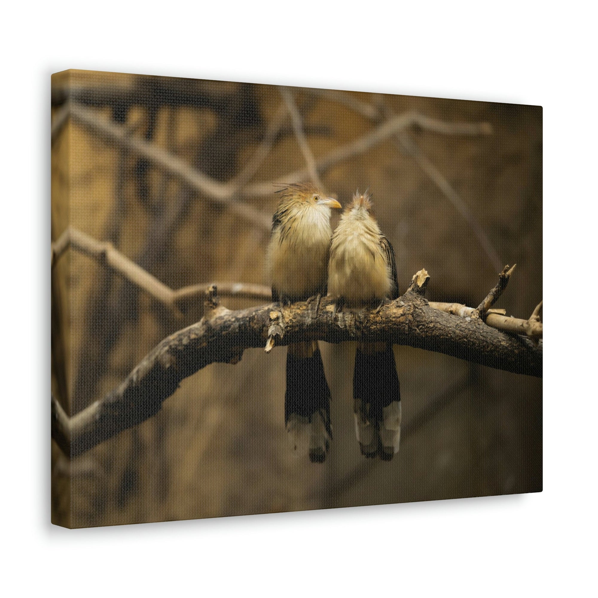 Scripture Walls Cuckoo Bird Couple Sitting on a Tree Branch Print Animal Wall Art Wildlife Canvas Prints Wall Art Ready to Hang Unframed-Express Your Love Gifts