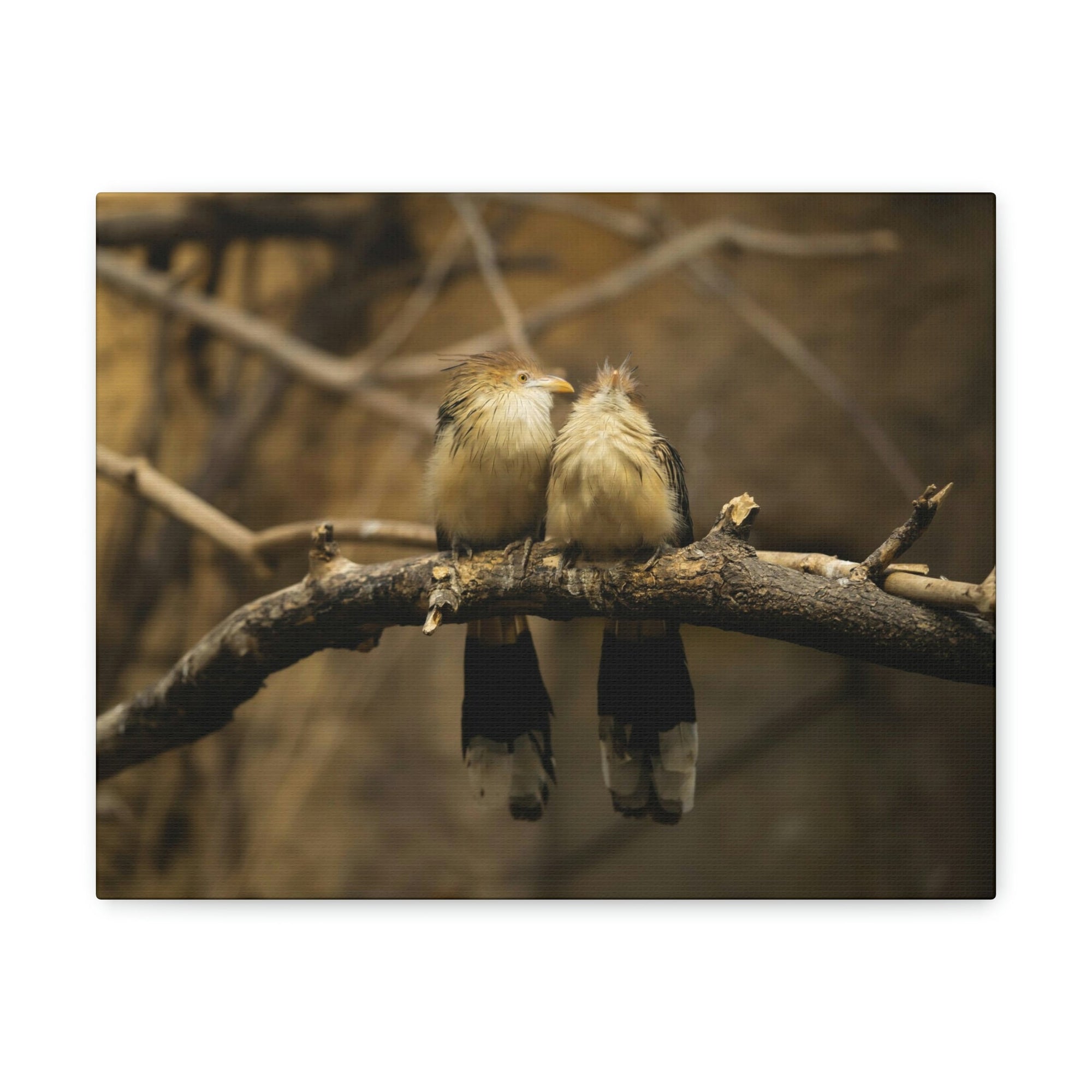 Scripture Walls Cuckoo Bird Couple Sitting on a Tree Branch Print Animal Wall Art Wildlife Canvas Prints Wall Art Ready to Hang Unframed-Express Your Love Gifts