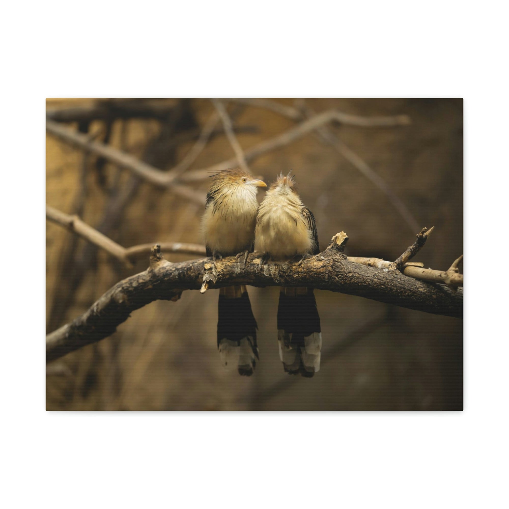 Scripture Walls Cuckoo Bird Couple Sitting on a Tree Branch Print Animal Wall Art Wildlife Canvas Prints Wall Art Ready to Hang Unframed-Express Your Love Gifts