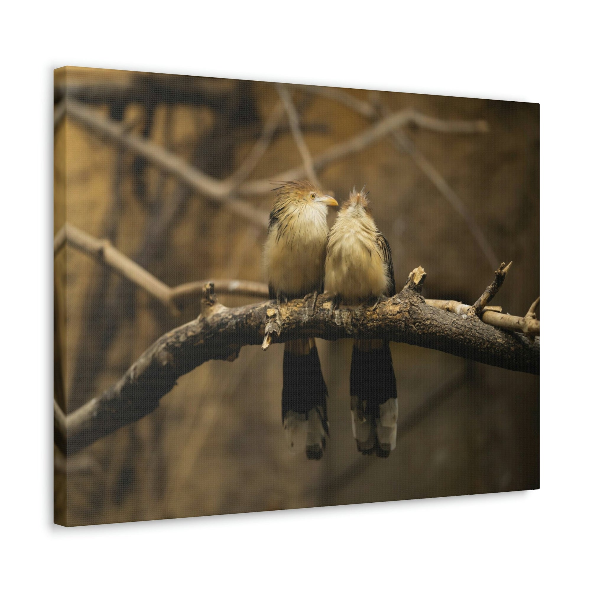 Scripture Walls Cuckoo Bird Couple Sitting on a Tree Branch Print Animal Wall Art Wildlife Canvas Prints Wall Art Ready to Hang Unframed-Express Your Love Gifts