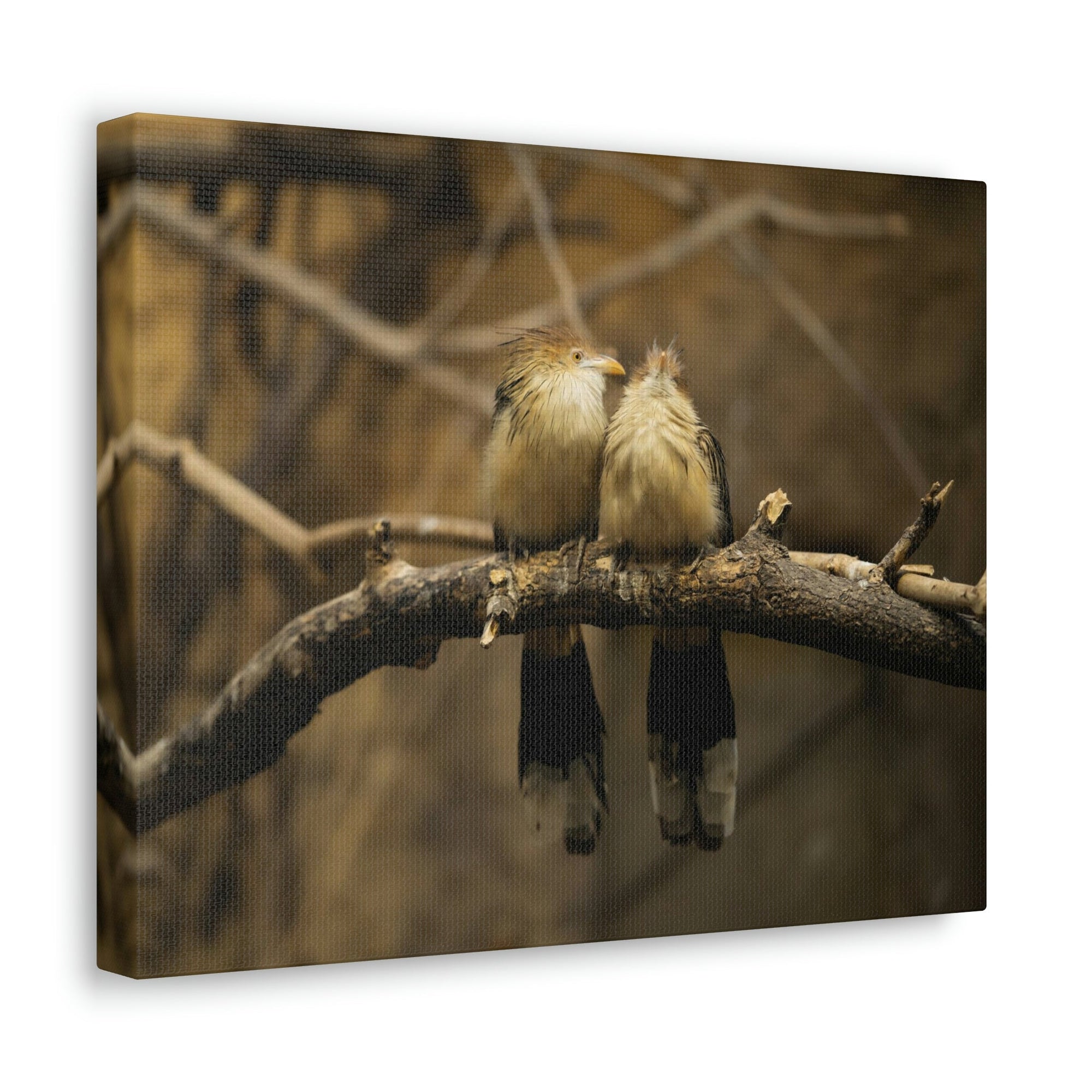 Scripture Walls Cuckoo Bird Couple Sitting on a Tree Branch Print Animal Wall Art Wildlife Canvas Prints Wall Art Ready to Hang Unframed-Express Your Love Gifts