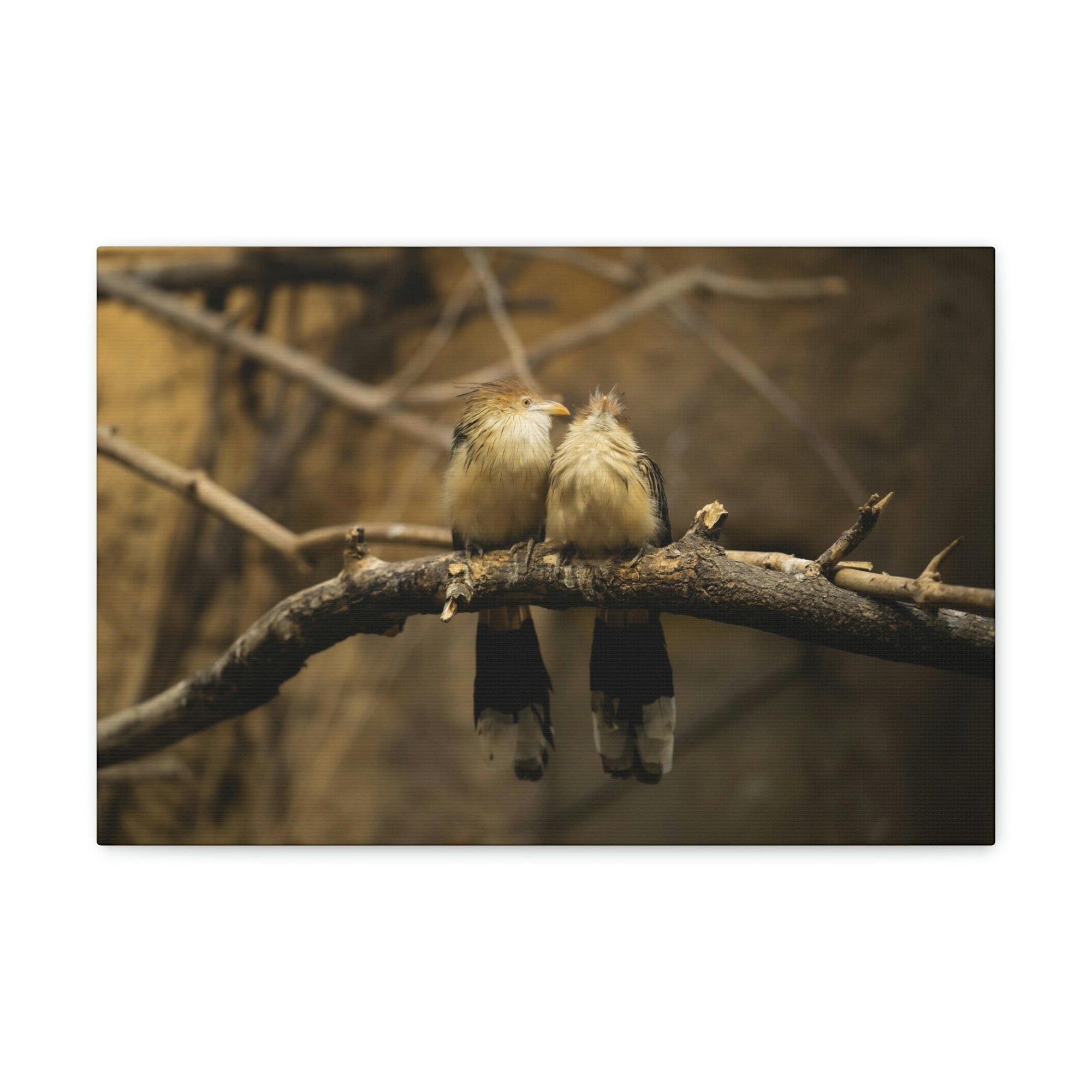 Scripture Walls Cuckoo Bird Couple Sitting on a Tree Branch Print Animal Wall Art Wildlife Canvas Prints Wall Art Ready to Hang Unframed-Express Your Love Gifts