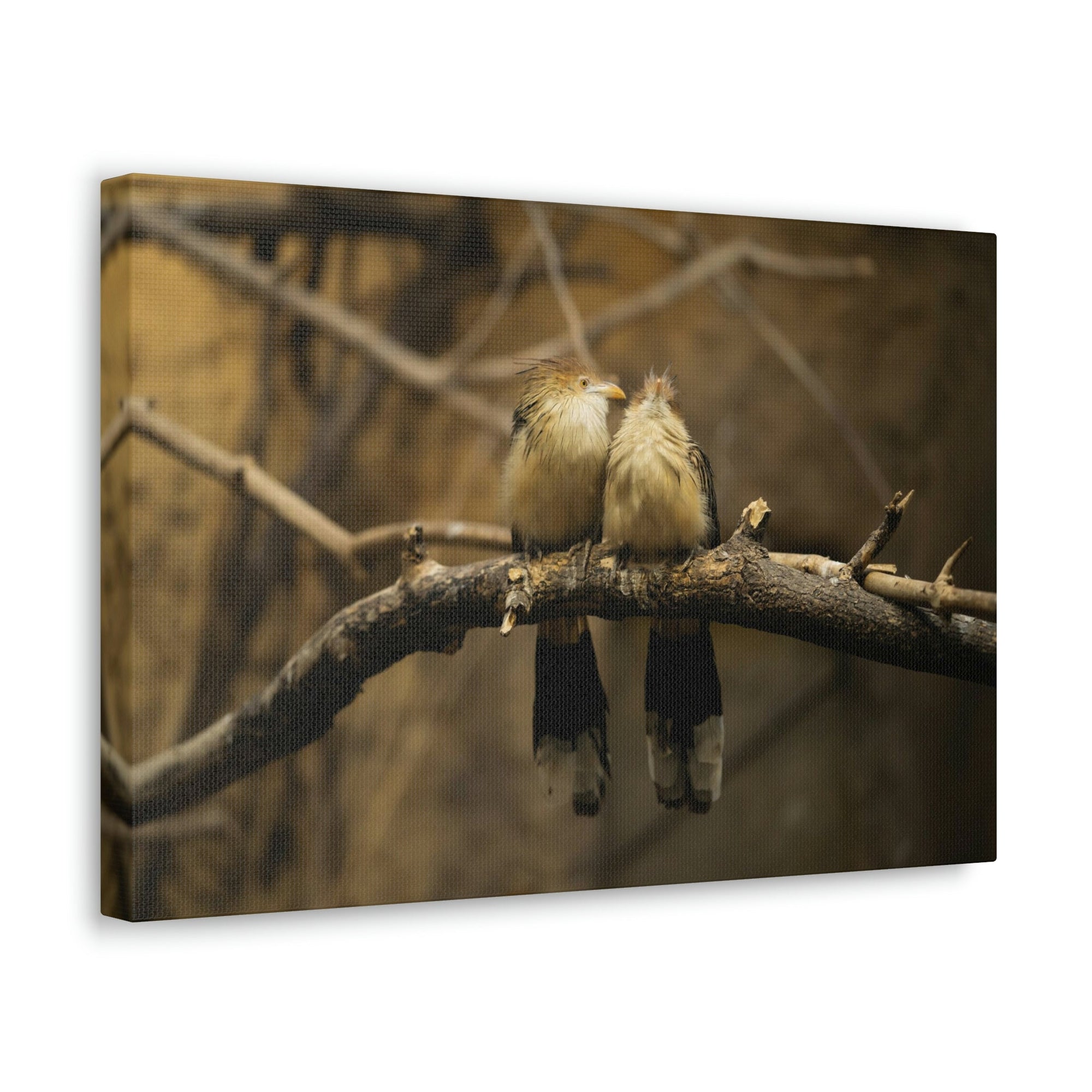 Scripture Walls Cuckoo Bird Couple Sitting on a Tree Branch Print Animal Wall Art Wildlife Canvas Prints Wall Art Ready to Hang Unframed-Express Your Love Gifts