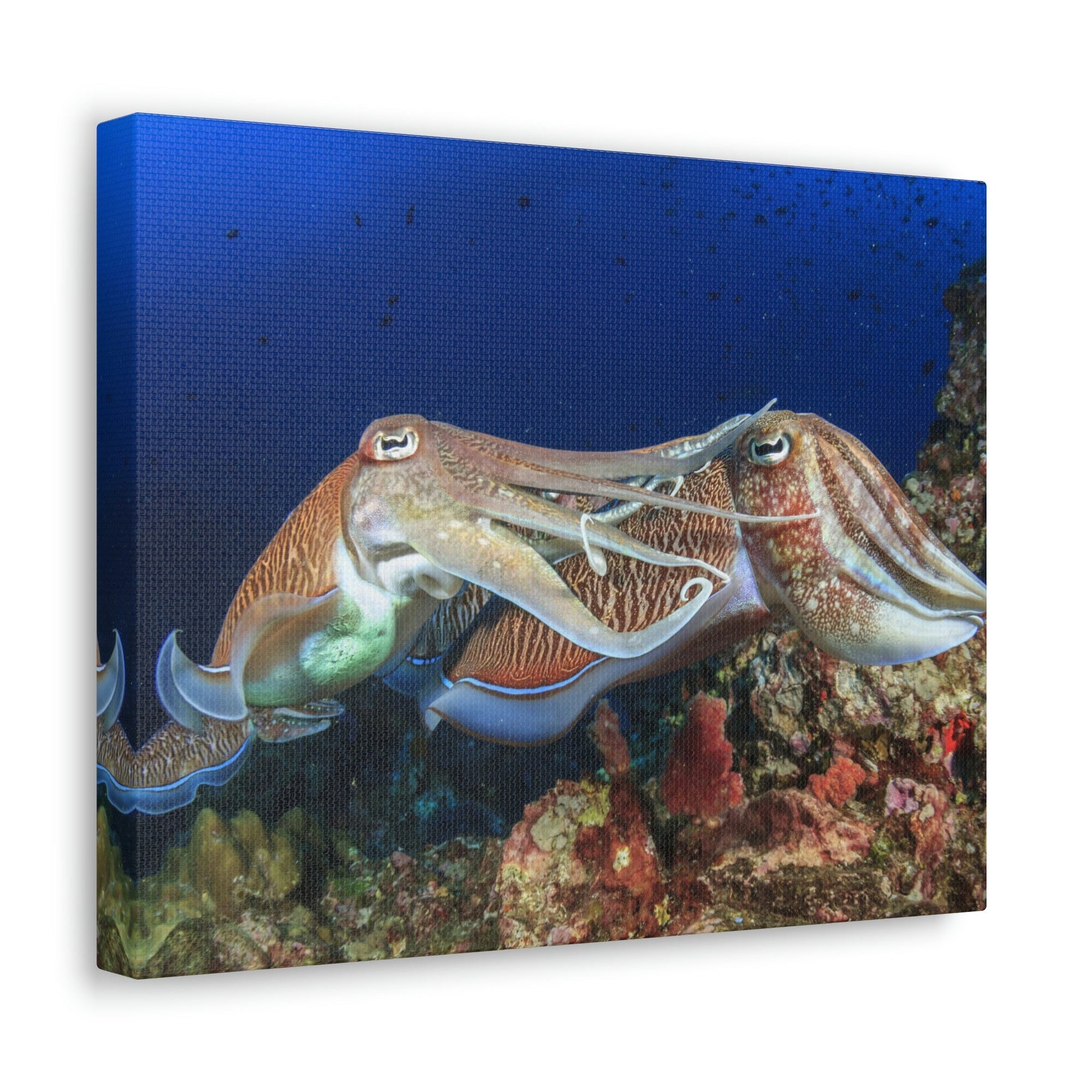 Scripture Walls Cuttlefish Couple Mating Print Animal Wall Art Wildlife Canvas Prints Wall Art Ready to Hang Unframed-Express Your Love Gifts