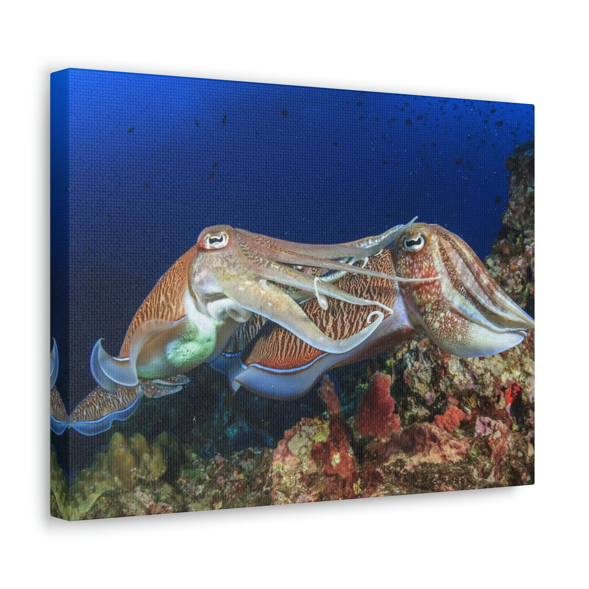 Scripture Walls Cuttlefish Couple Mating Print Animal Wall Art Wildlife Canvas Prints Wall Art Ready to Hang Unframed-Express Your Love Gifts