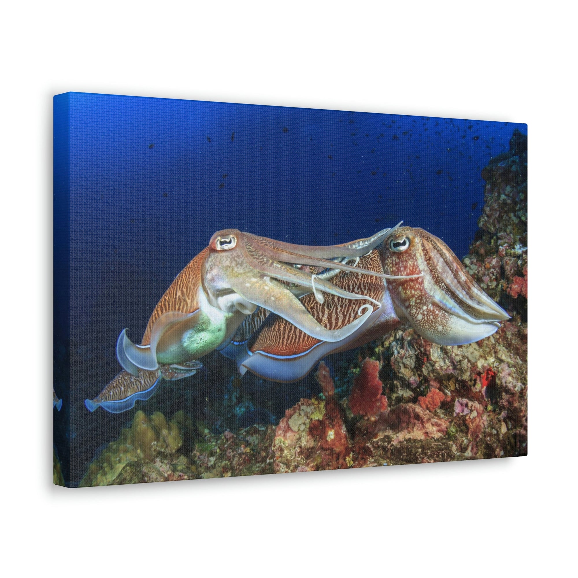 Scripture Walls Cuttlefish Couple Mating Print Animal Wall Art Wildlife Canvas Prints Wall Art Ready to Hang Unframed-Express Your Love Gifts