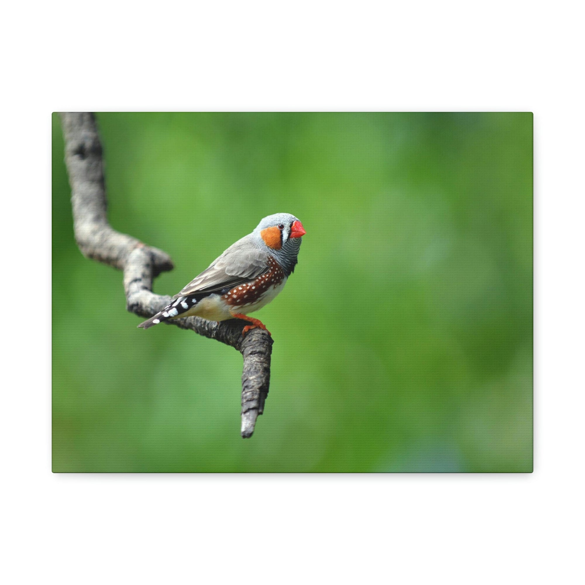 Scripture Walls Exotic Zebra Finch Sitting on a Tree Branch Print Animal Wall Art Wildlife Canvas Prints Wall Art Ready to Hang Unframed-Express Your Love Gifts