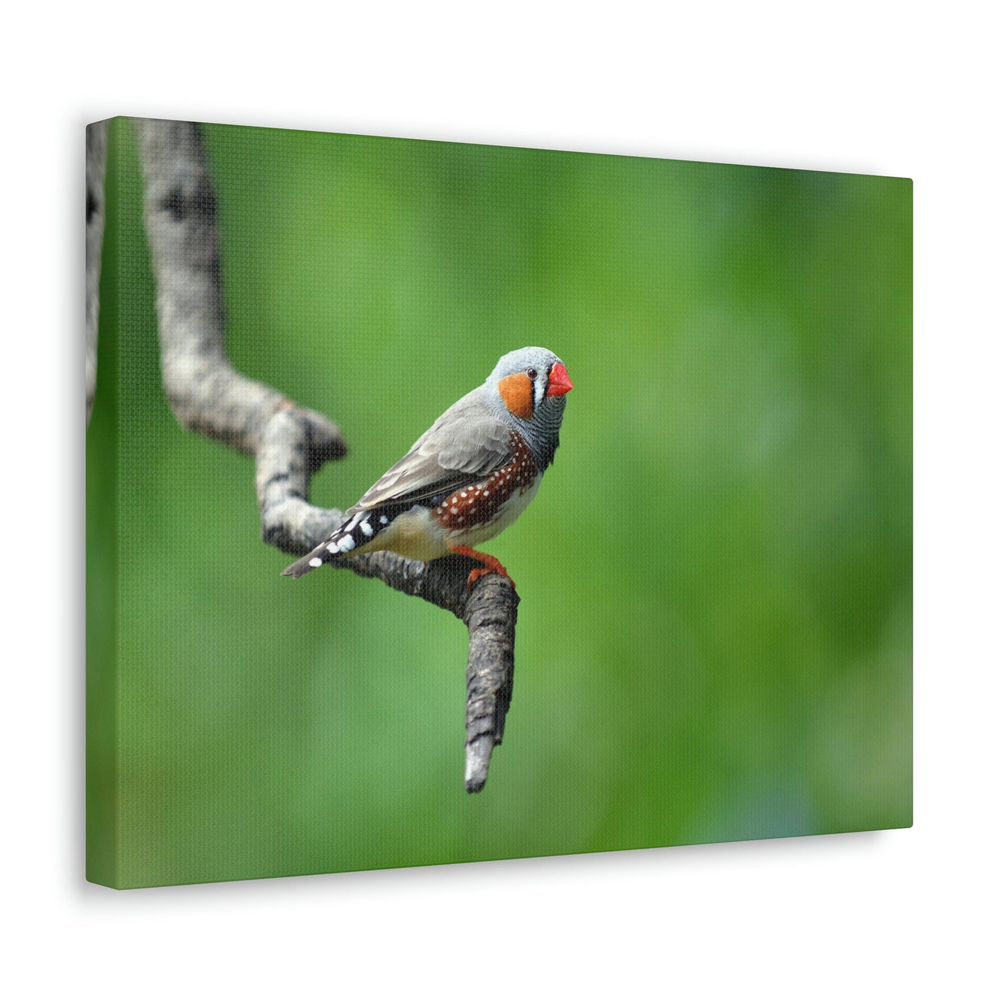 Scripture Walls Exotic Zebra Finch Sitting on a Tree Branch Print Animal Wall Art Wildlife Canvas Prints Wall Art Ready to Hang Unframed-Express Your Love Gifts