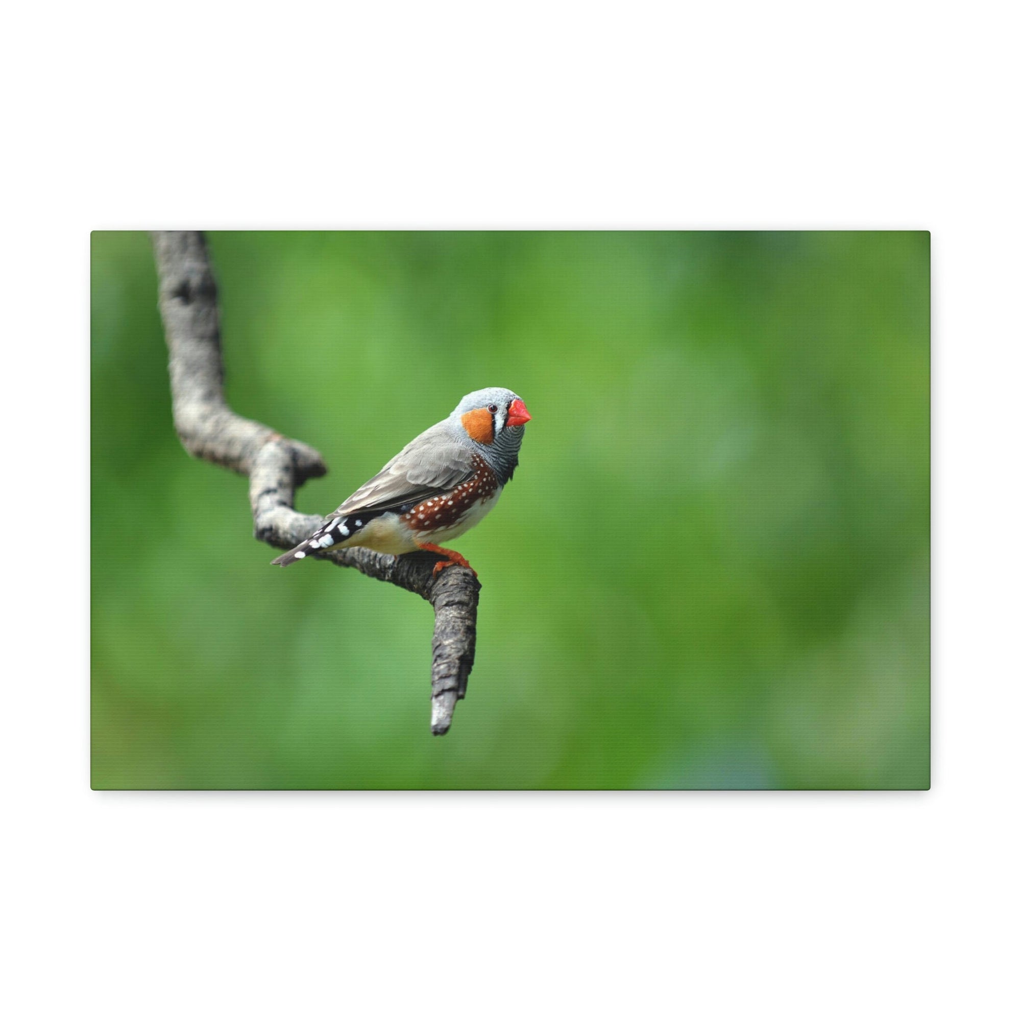 Scripture Walls Exotic Zebra Finch Sitting on a Tree Branch Print Animal Wall Art Wildlife Canvas Prints Wall Art Ready to Hang Unframed-Express Your Love Gifts