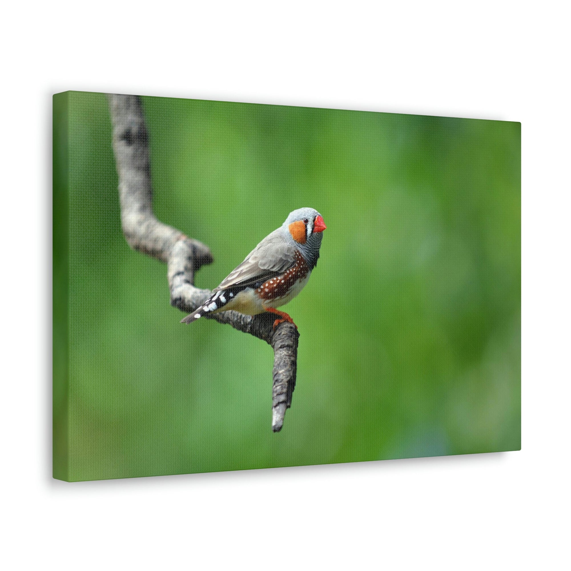 Scripture Walls Exotic Zebra Finch Sitting on a Tree Branch Print Animal Wall Art Wildlife Canvas Prints Wall Art Ready to Hang Unframed-Express Your Love Gifts