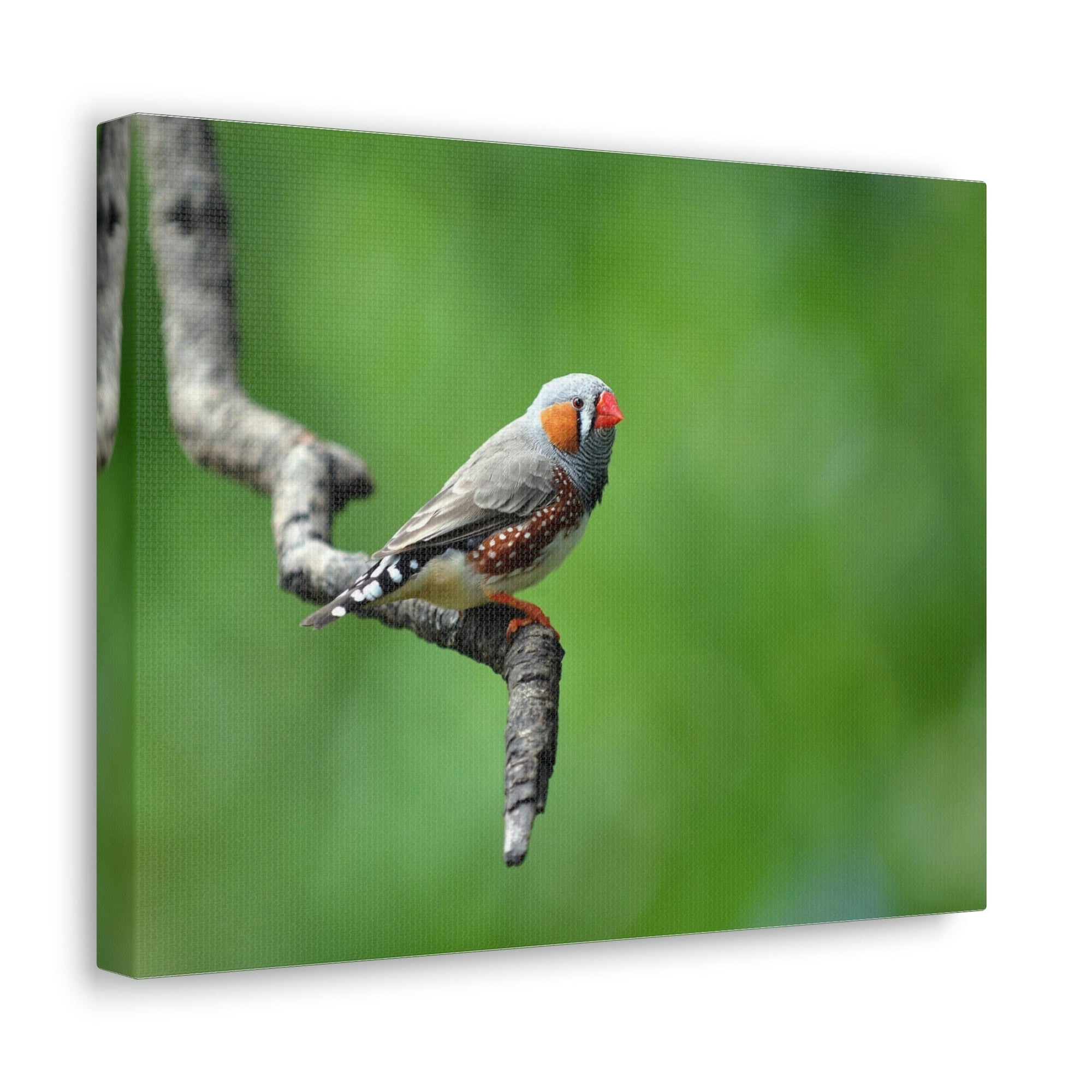 Scripture Walls Exotic Zebra Finch Sitting on a Tree Branch Print Animal Wall Art Wildlife Canvas Prints Wall Art Ready to Hang Unframed-Express Your Love Gifts