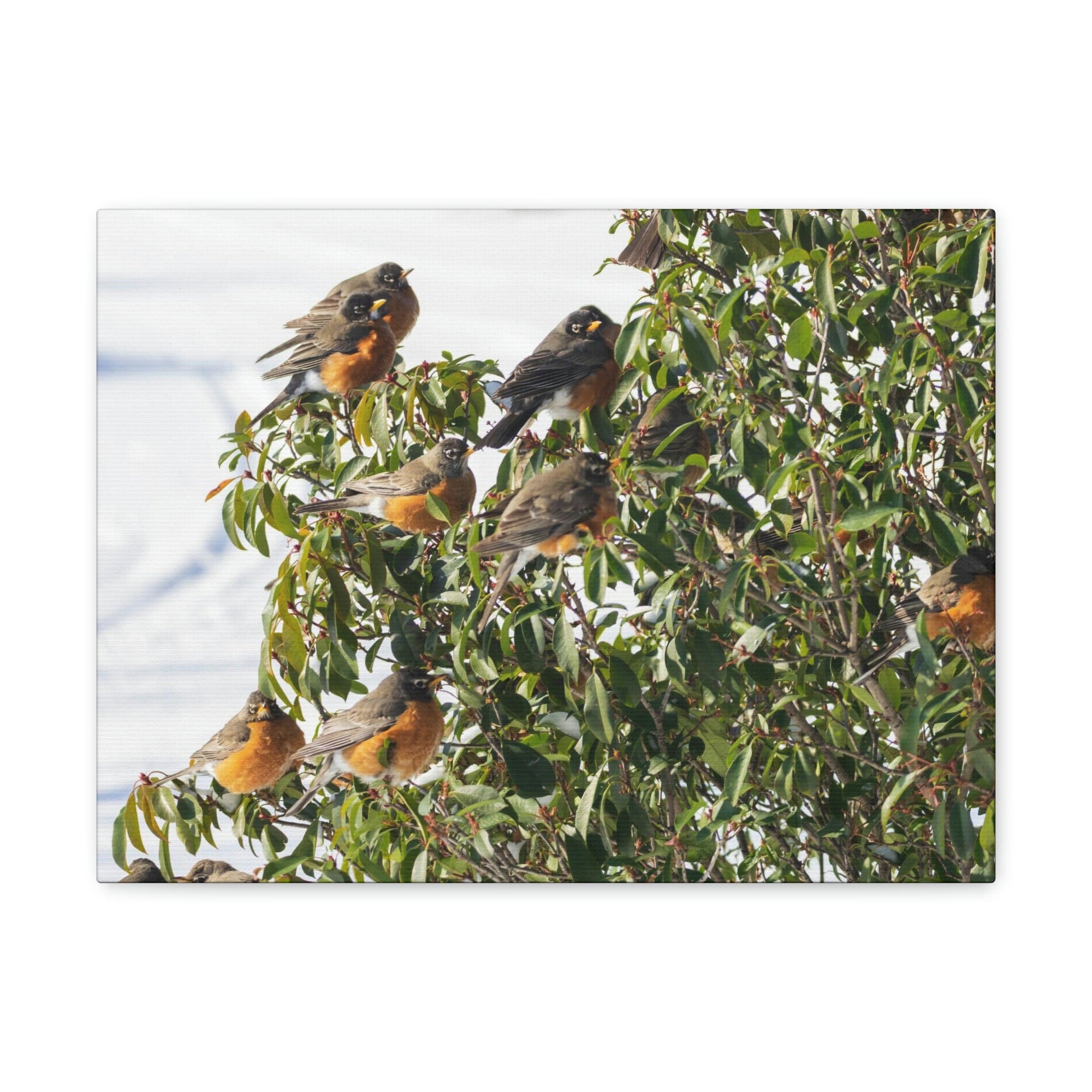 Scripture Walls Flock of American Robins on a Tree Print Animal Wall Art Wildlife Canvas Prints Wall Art Ready to Hang Unframed-Express Your Love Gifts