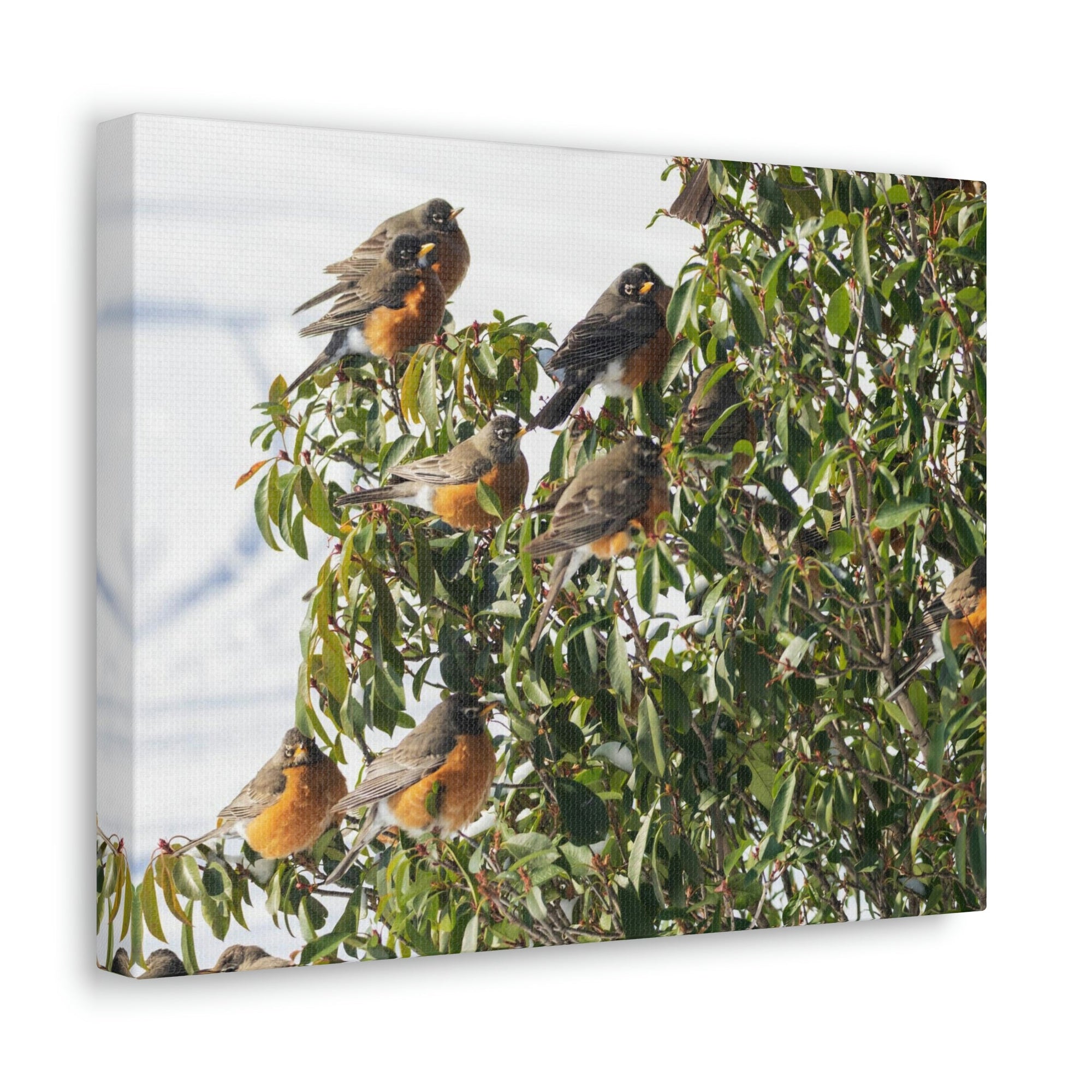 Scripture Walls Flock of American Robins on a Tree Print Animal Wall Art Wildlife Canvas Prints Wall Art Ready to Hang Unframed-Express Your Love Gifts