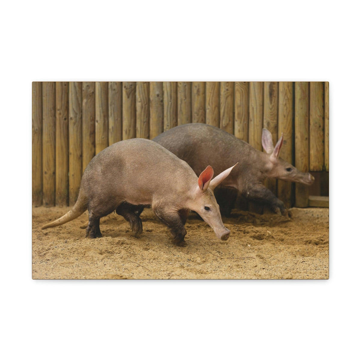 Funny Aardvark Silly Aardvark Couple Wall Art Ready to Hang Unframed-Express Your Love Gifts