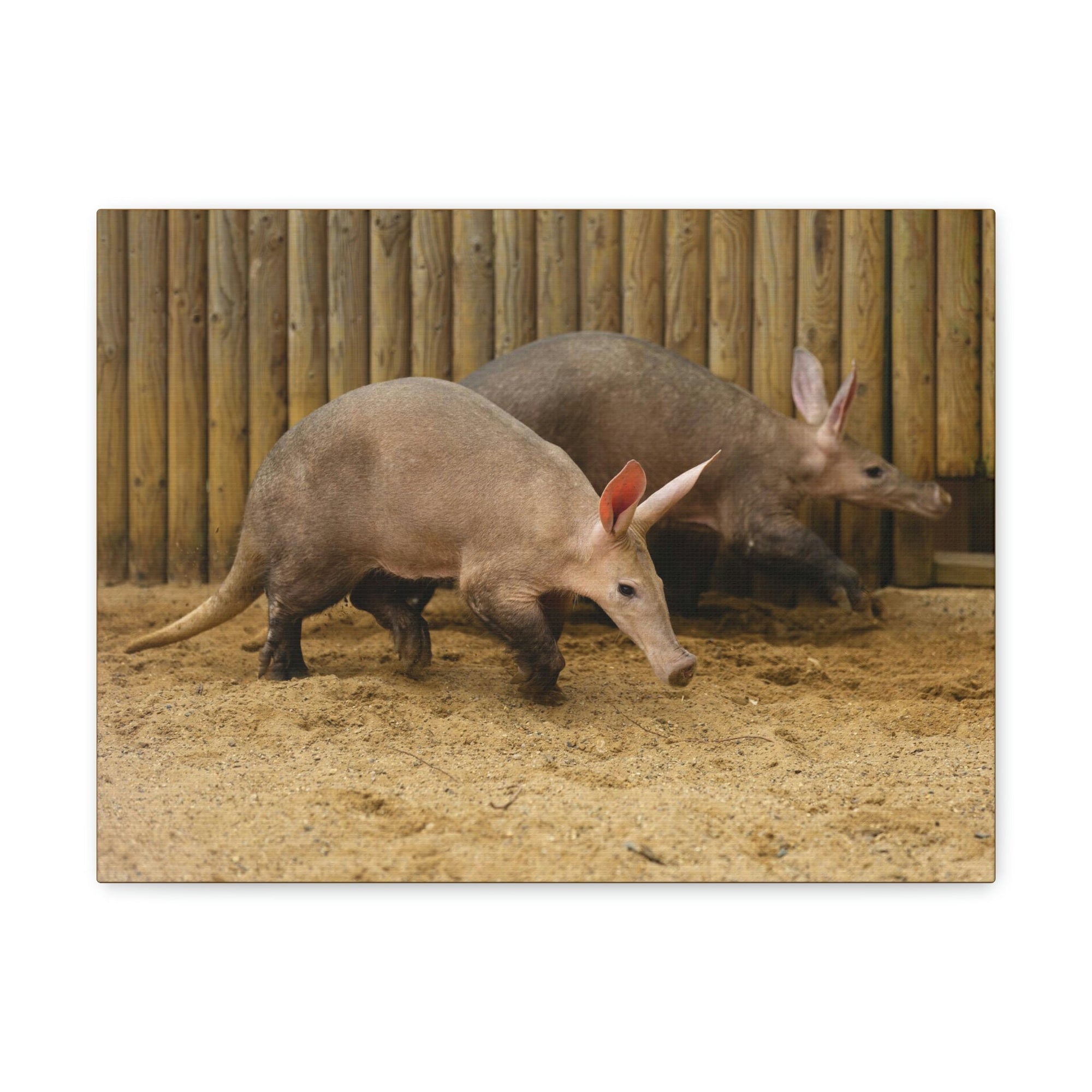 Funny Aardvark Silly Aardvark Couple Wall Art Ready to Hang Unframed-Express Your Love Gifts