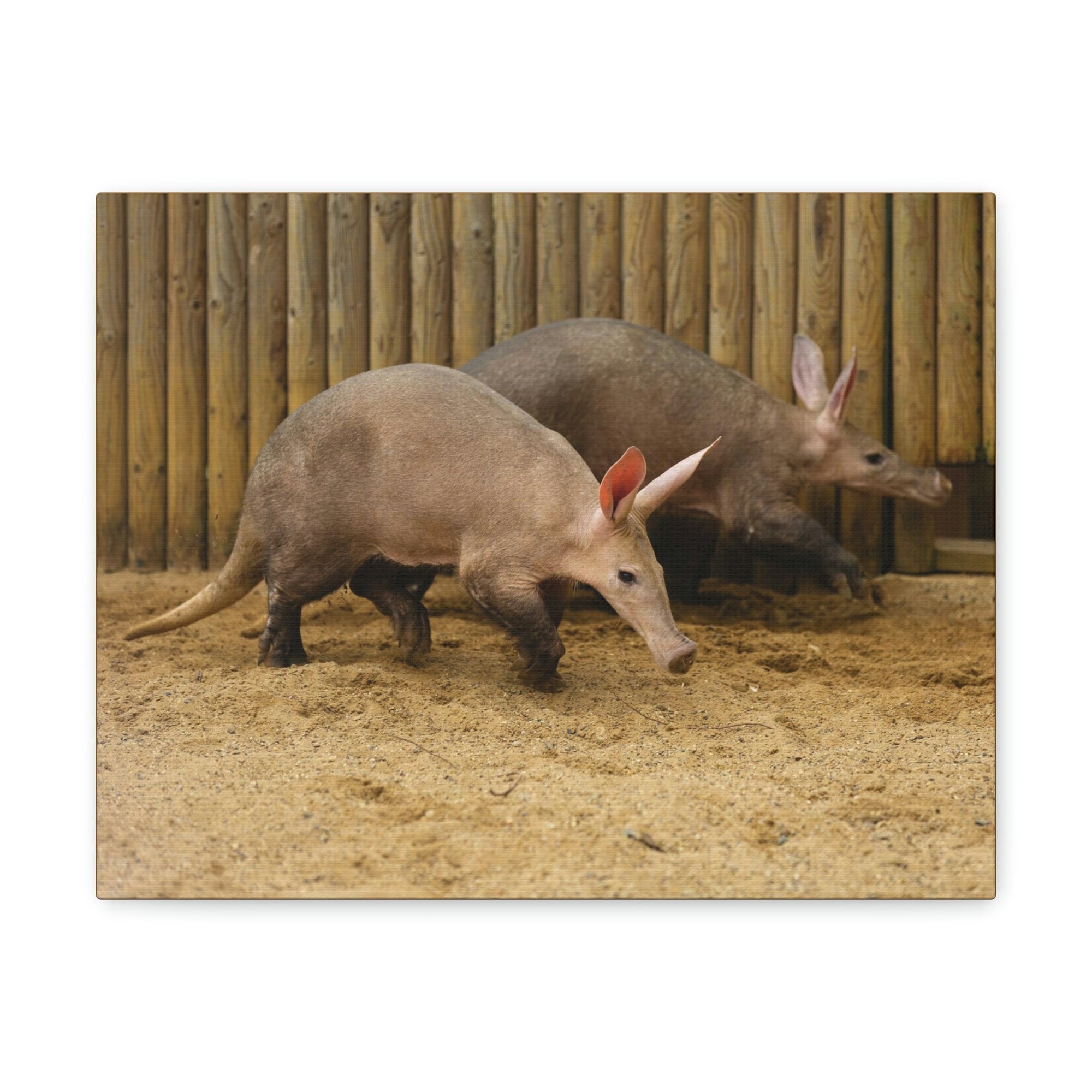 Funny Aardvark Silly Aardvark Couple Wall Art Ready to Hang Unframed-Express Your Love Gifts