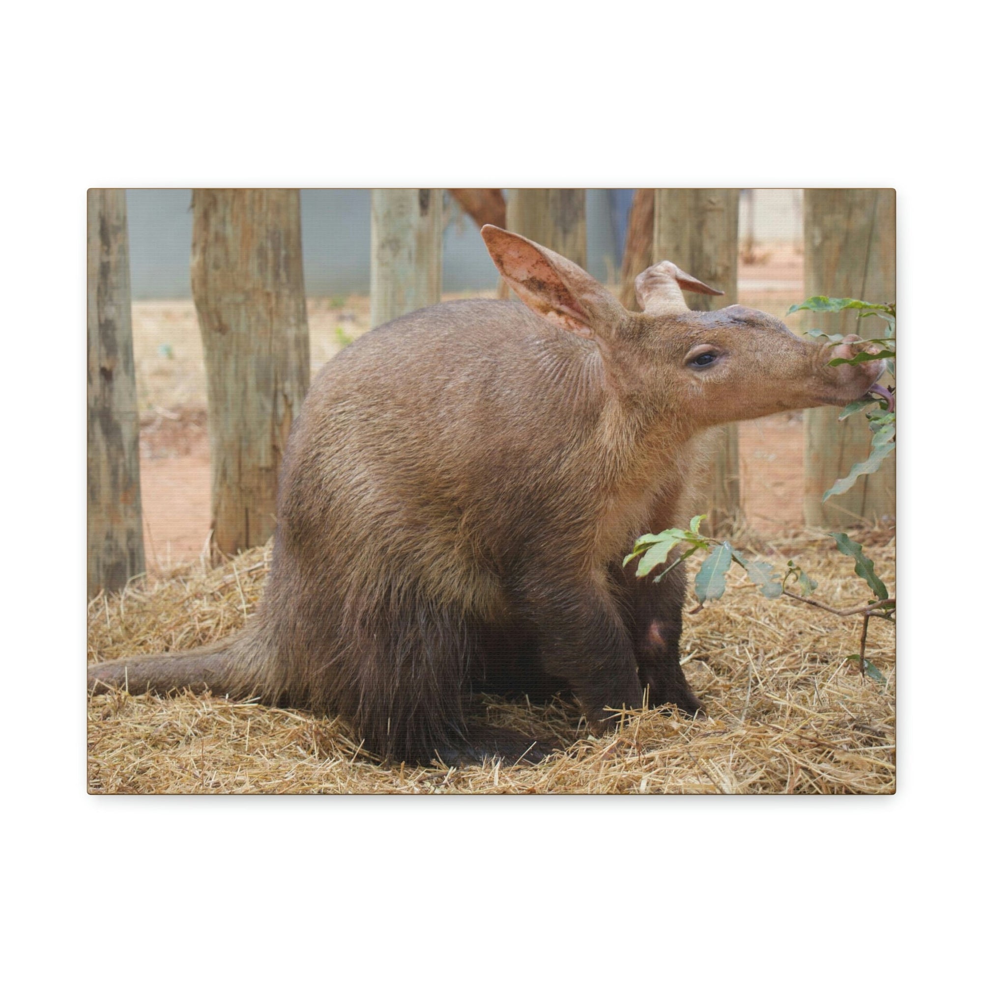 Funny Aardvark Silly Aardvark Outside Wall Art Ready to Hang Unframed-Express Your Love Gifts