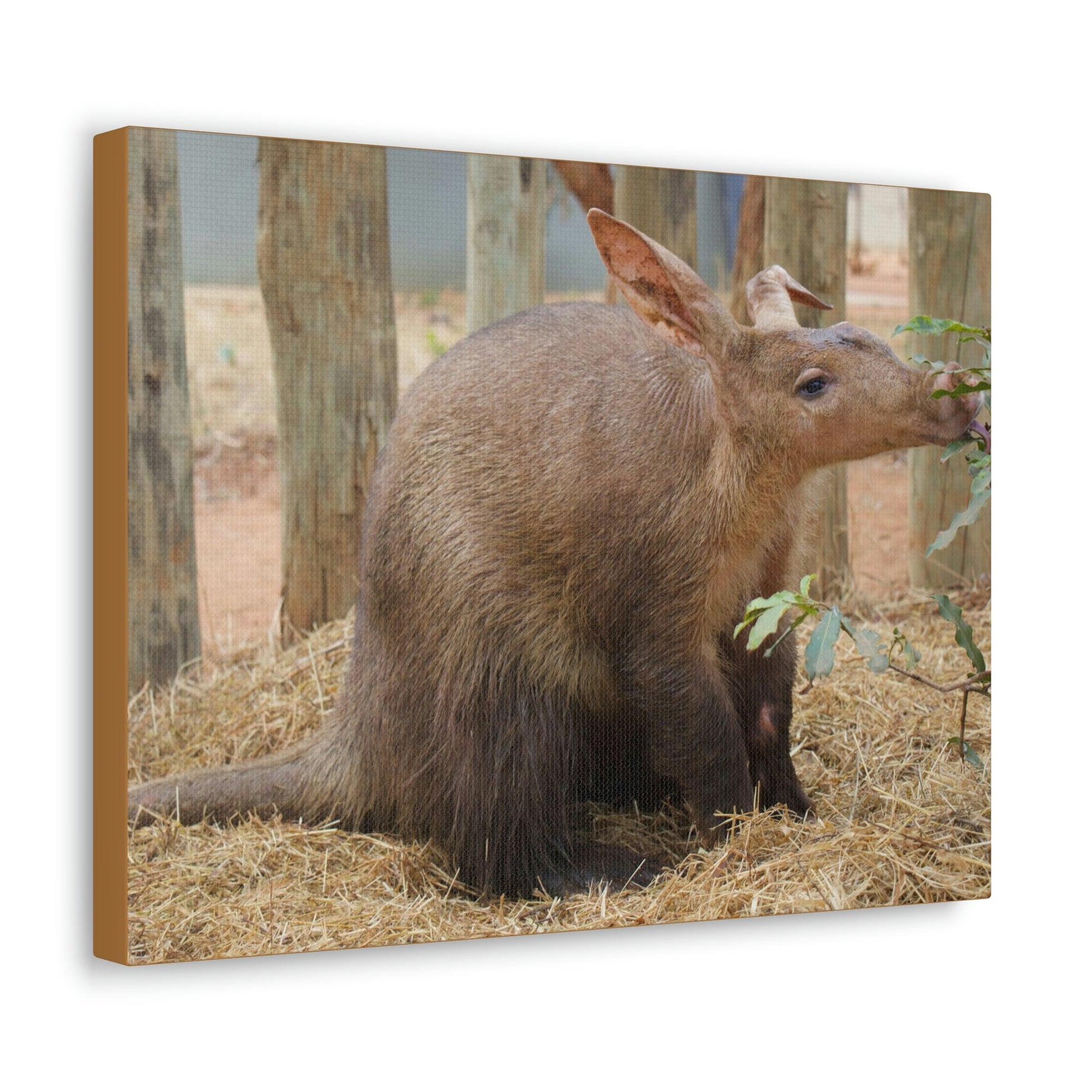 Funny Aardvark Silly Aardvark Outside Wall Art Ready to Hang Unframed-Express Your Love Gifts