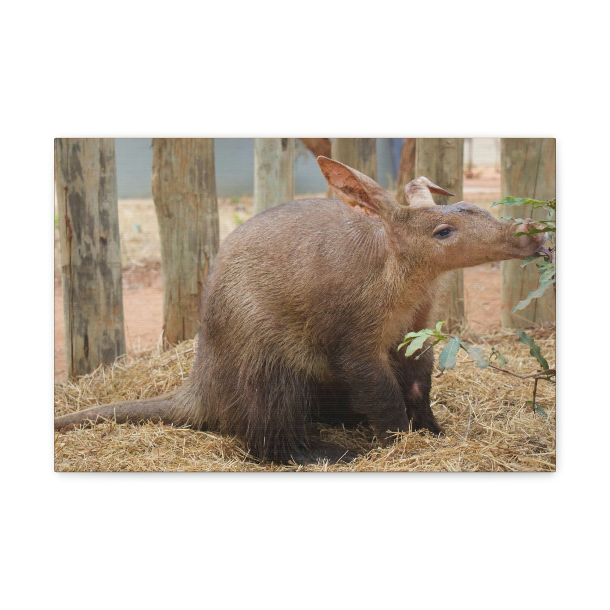 Funny Aardvark Silly Aardvark Outside Wall Art Ready to Hang Unframed-Express Your Love Gifts