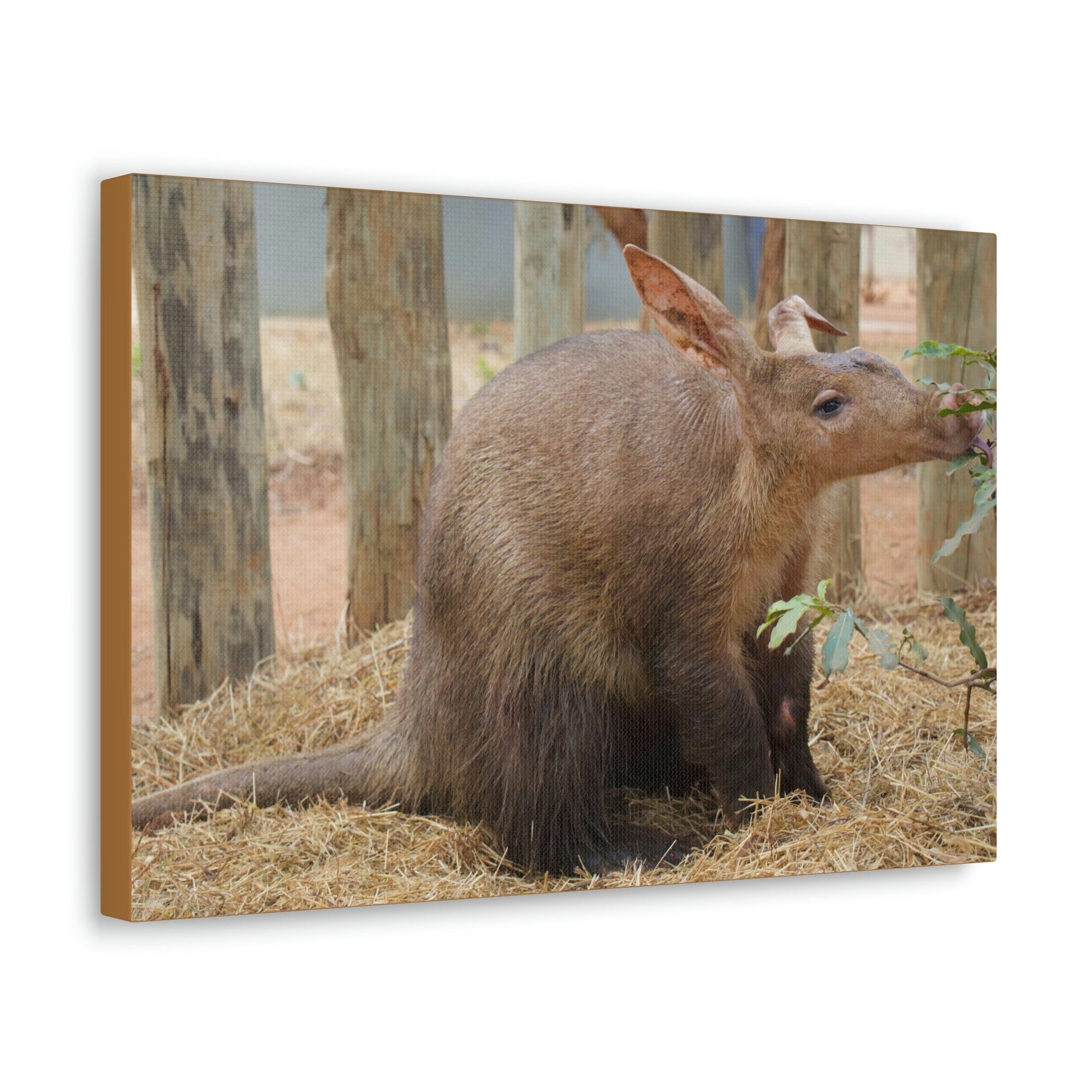 Funny Aardvark Silly Aardvark Outside Wall Art Ready to Hang Unframed-Express Your Love Gifts