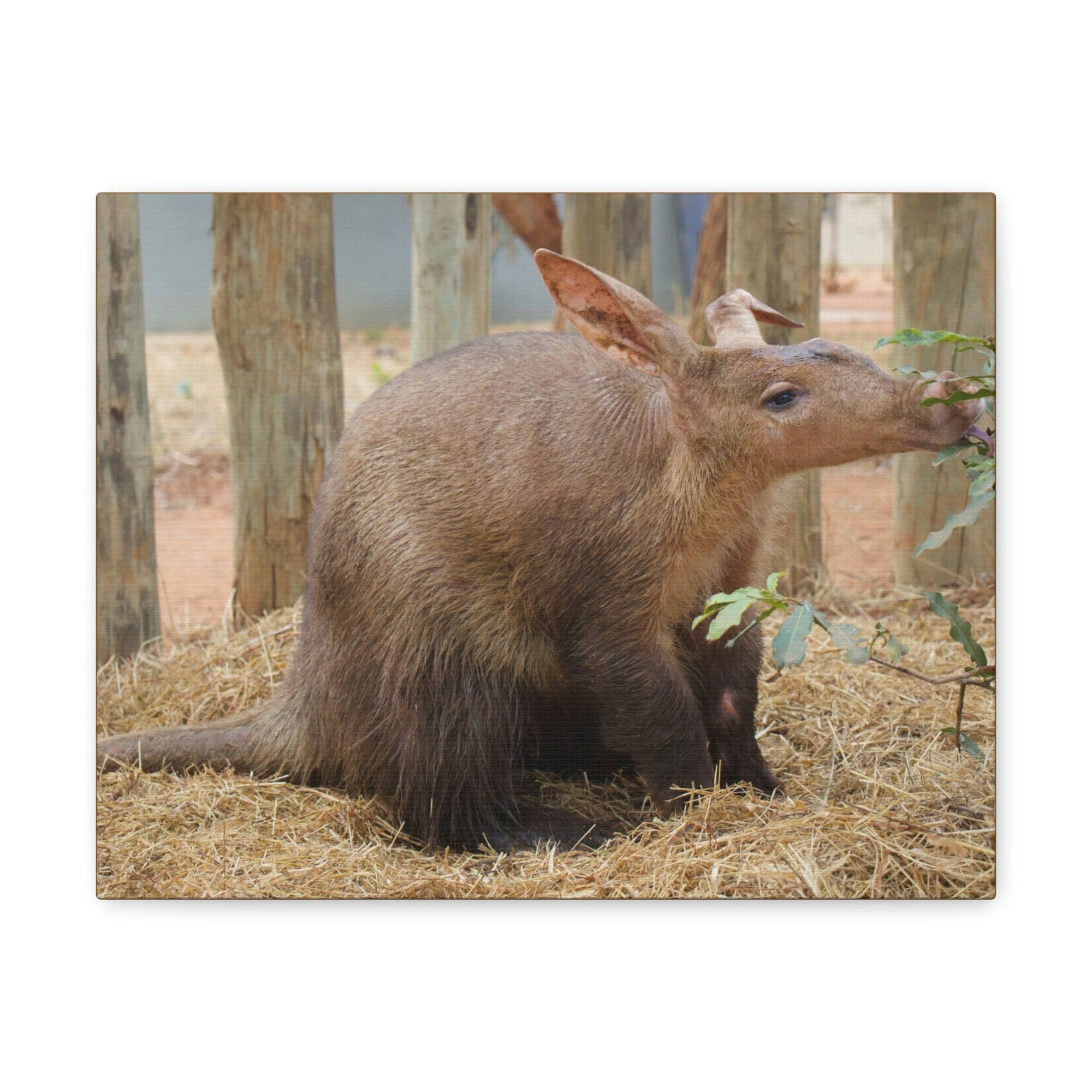 Funny Aardvark Silly Aardvark Outside Wall Art Ready to Hang Unframed-Express Your Love Gifts