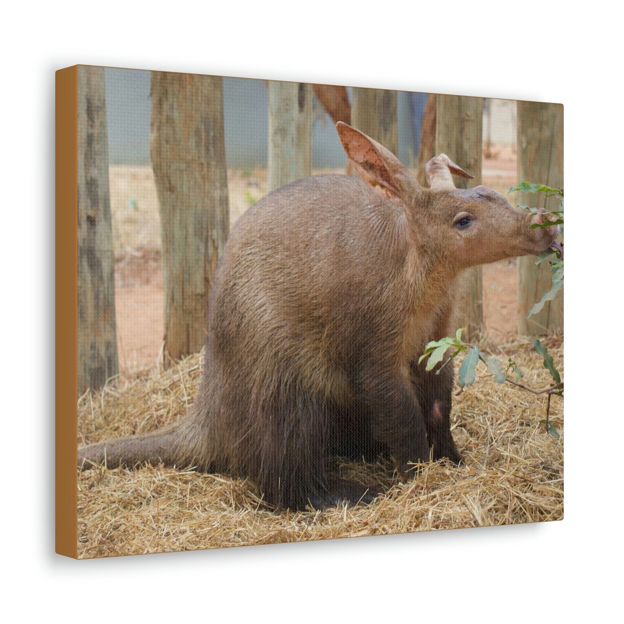 Funny Aardvark Silly Aardvark Outside Wall Art Ready to Hang Unframed-Express Your Love Gifts