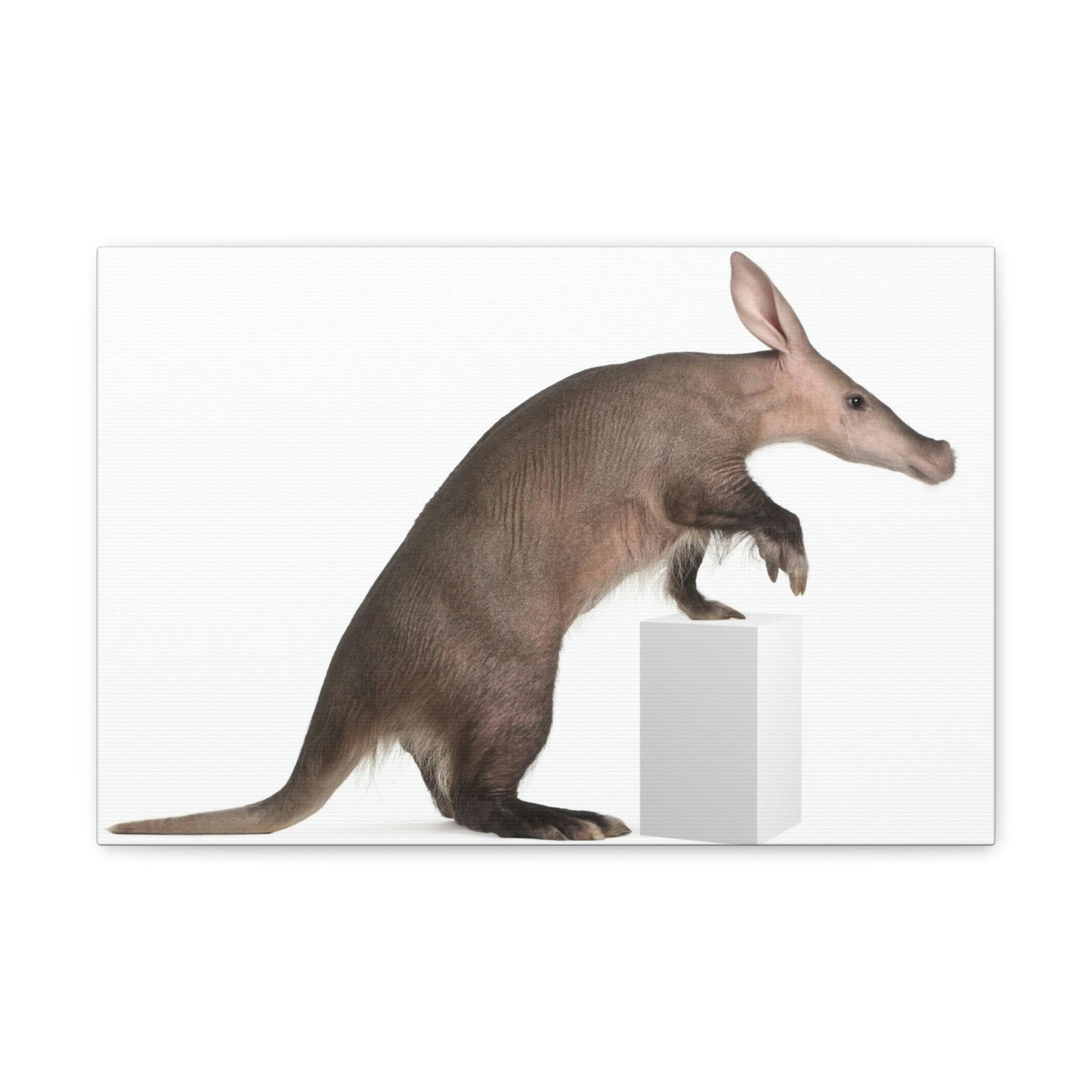 Funny Aardvark Silly Funny Aardvark Inside Wall Art Ready to Hang Unframed-Express Your Love Gifts