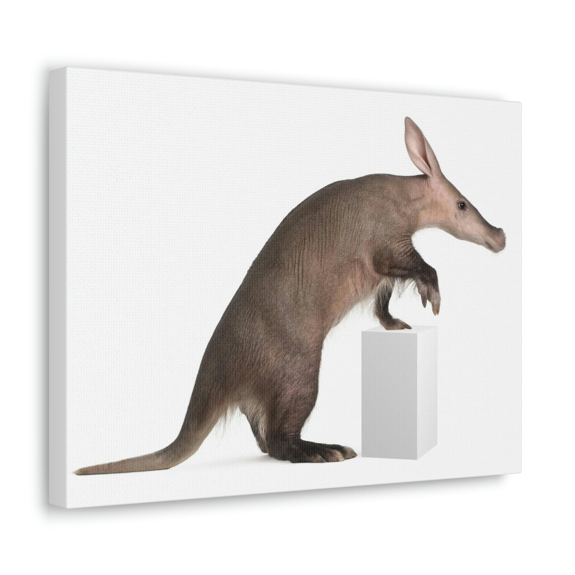 Funny Aardvark Silly Funny Aardvark Inside Wall Art Ready to Hang Unframed-Express Your Love Gifts