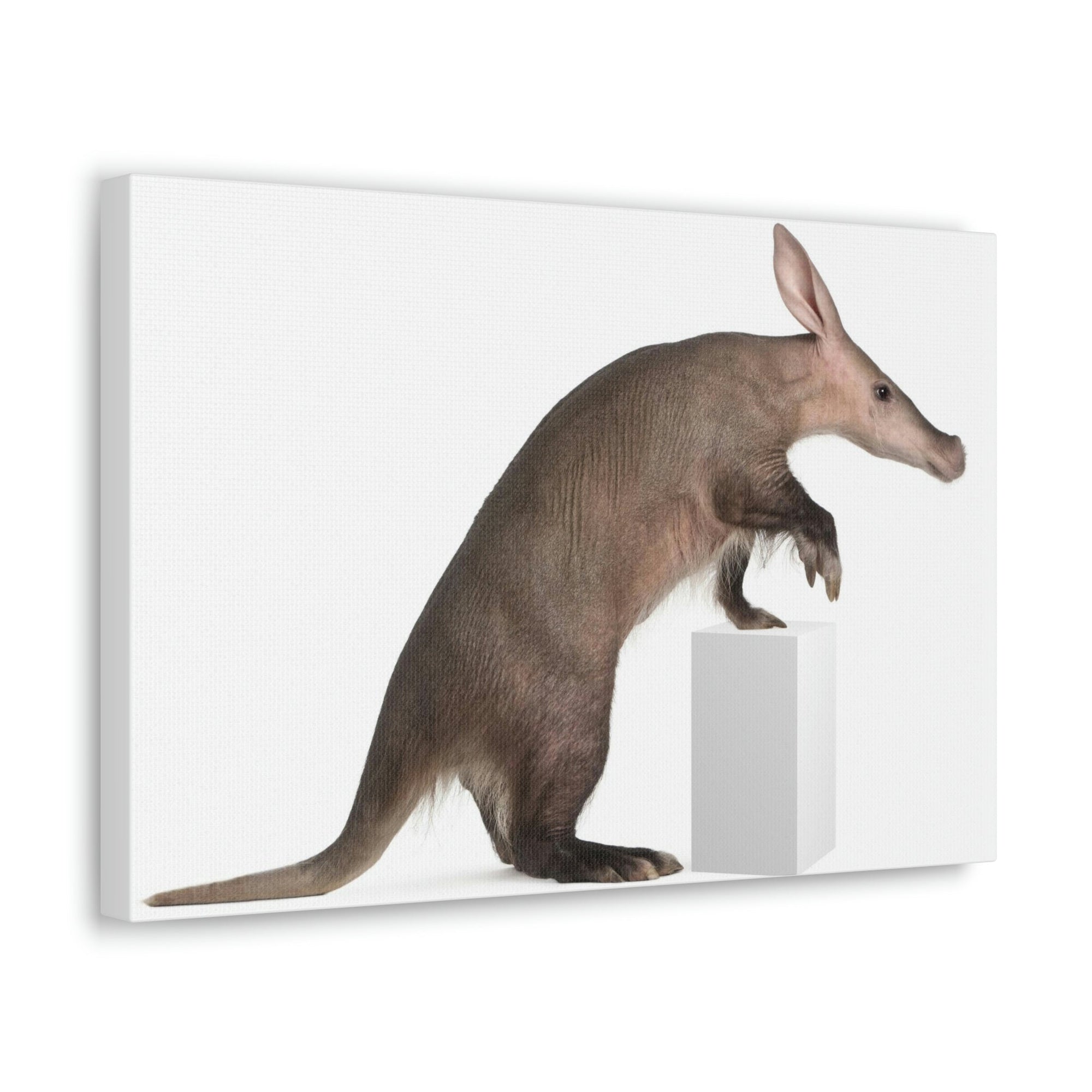 Funny Aardvark Silly Funny Aardvark Inside Wall Art Ready to Hang Unframed-Express Your Love Gifts