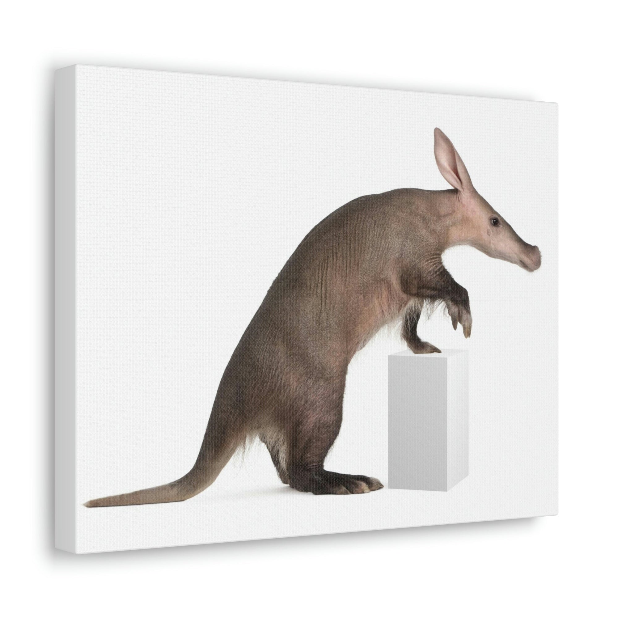 Funny Aardvark Silly Funny Aardvark Inside Wall Art Ready to Hang Unframed-Express Your Love Gifts