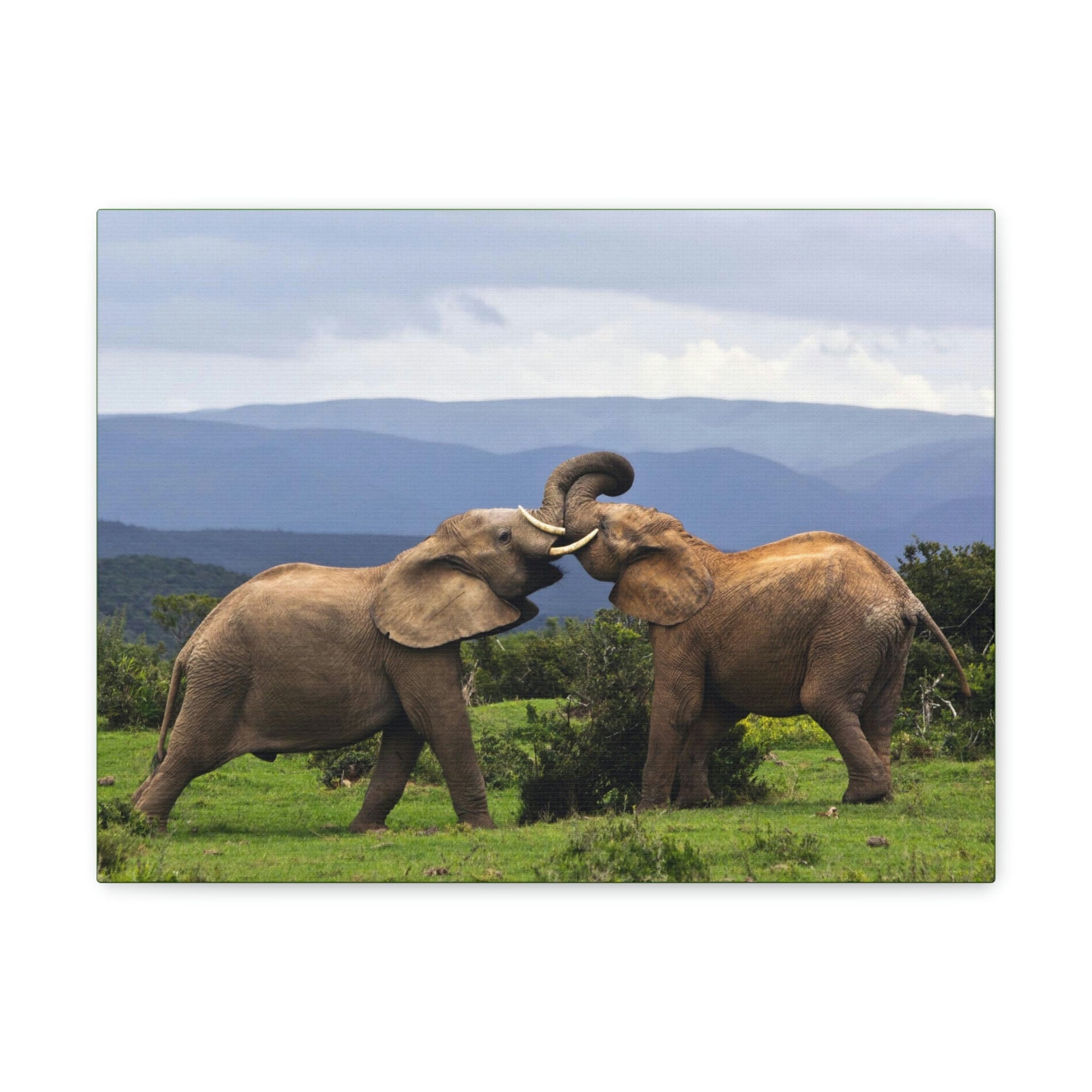 Funny African Elephant Silly African Elephant Couple Wall Art Ready to Hang Unframed-Express Your Love Gifts