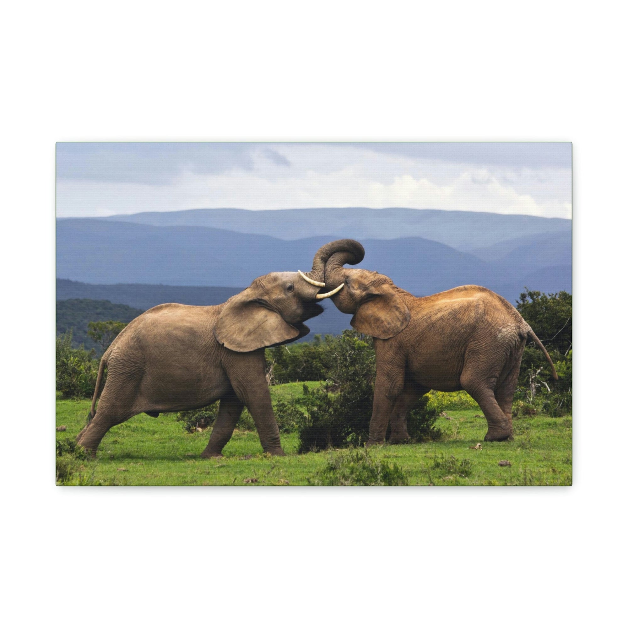 Funny African Elephant Silly African Elephant Couple Wall Art Ready to Hang Unframed-Express Your Love Gifts