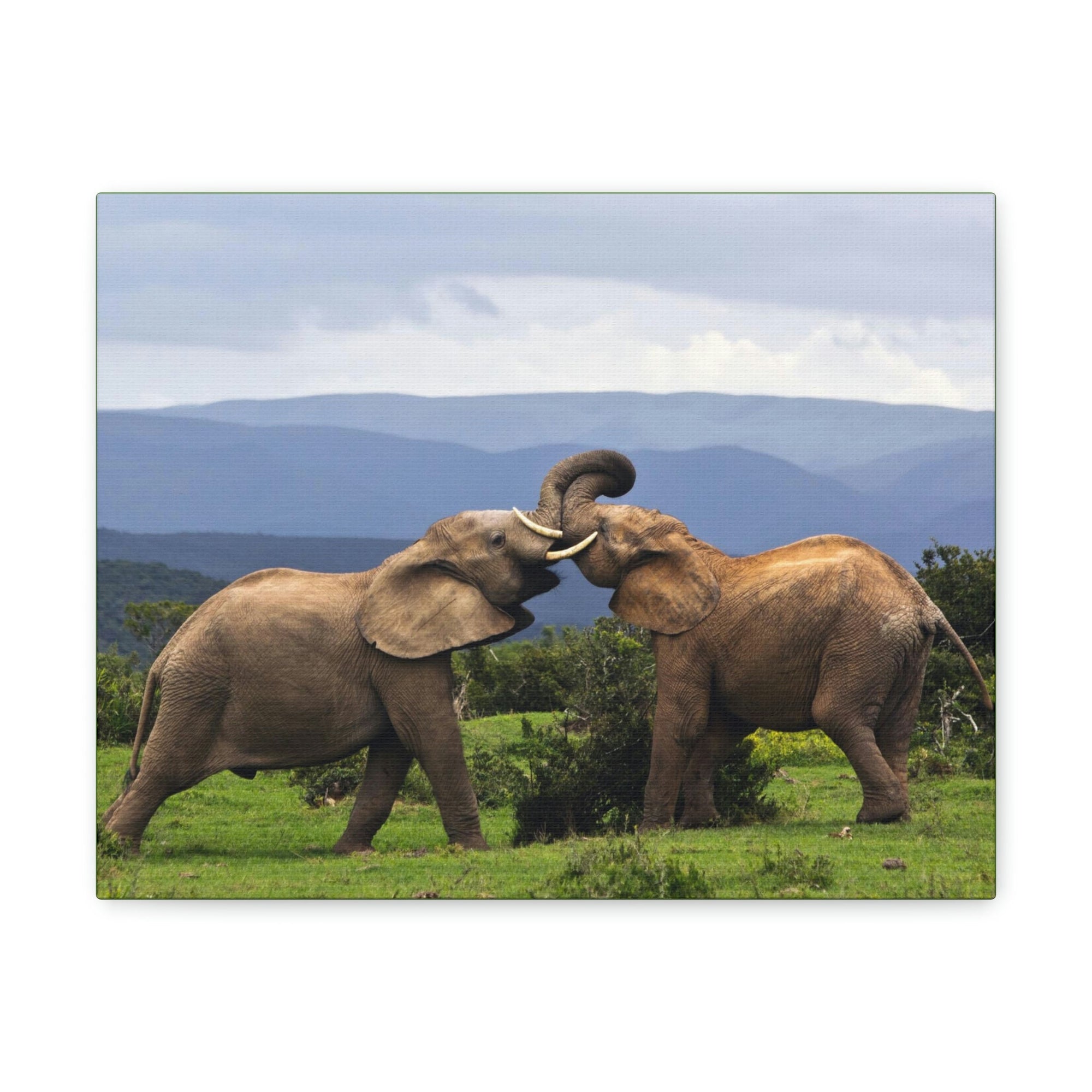 Funny African Elephant Silly African Elephant Couple Wall Art Ready to Hang Unframed-Express Your Love Gifts