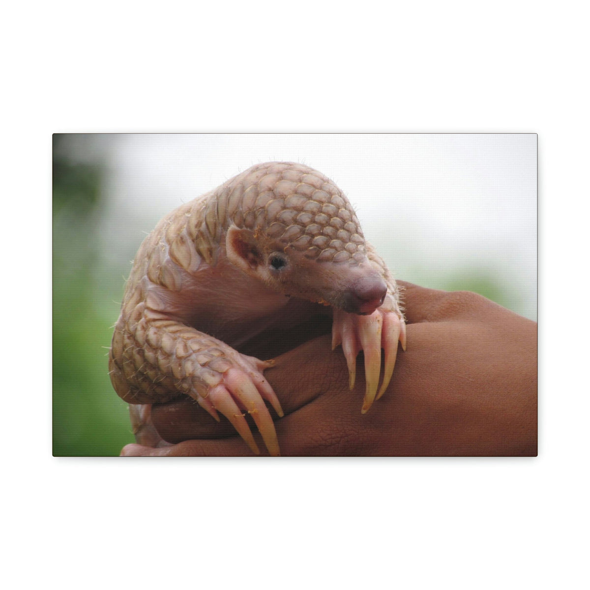 Funny African Tree Pangolin Silly African Tree Pangolin Inside Wall Art Ready to Hang Unframed-Express Your Love Gifts