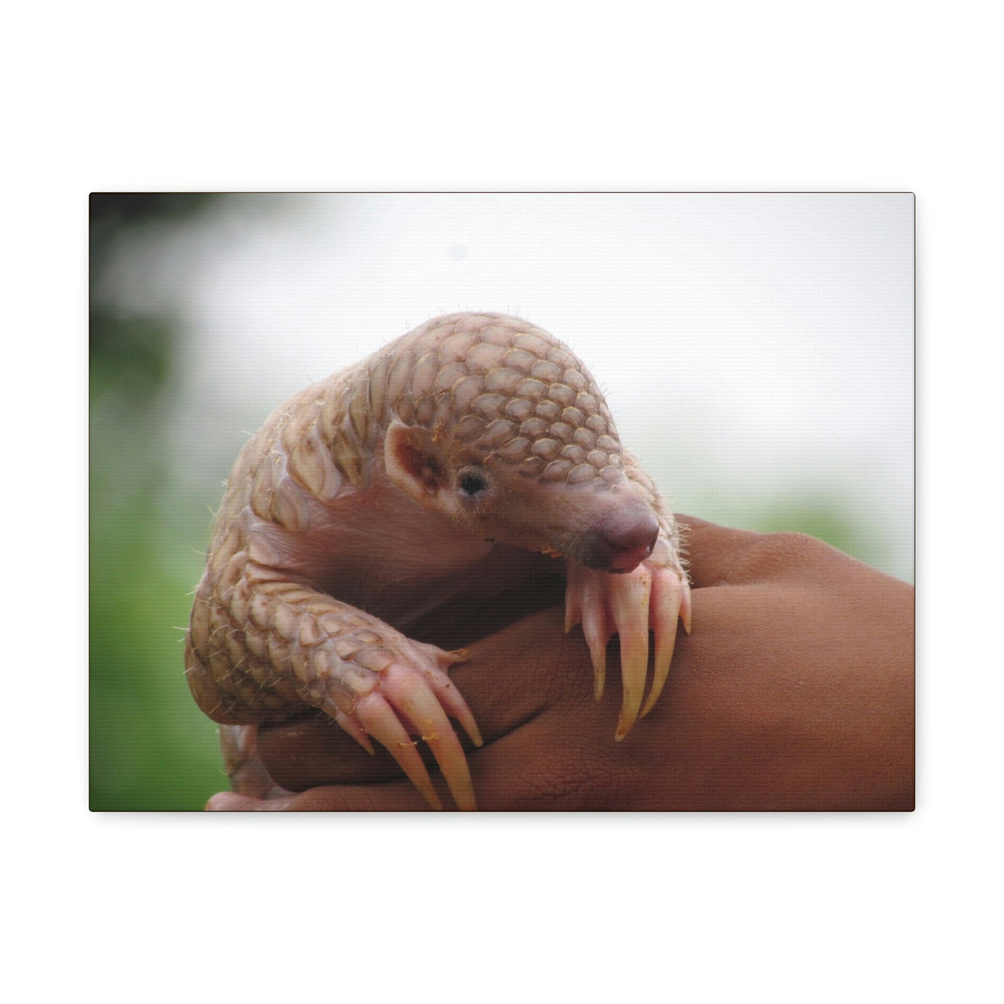 Funny African Tree Pangolin Silly African Tree Pangolin Inside Wall Art Ready to Hang Unframed-Express Your Love Gifts