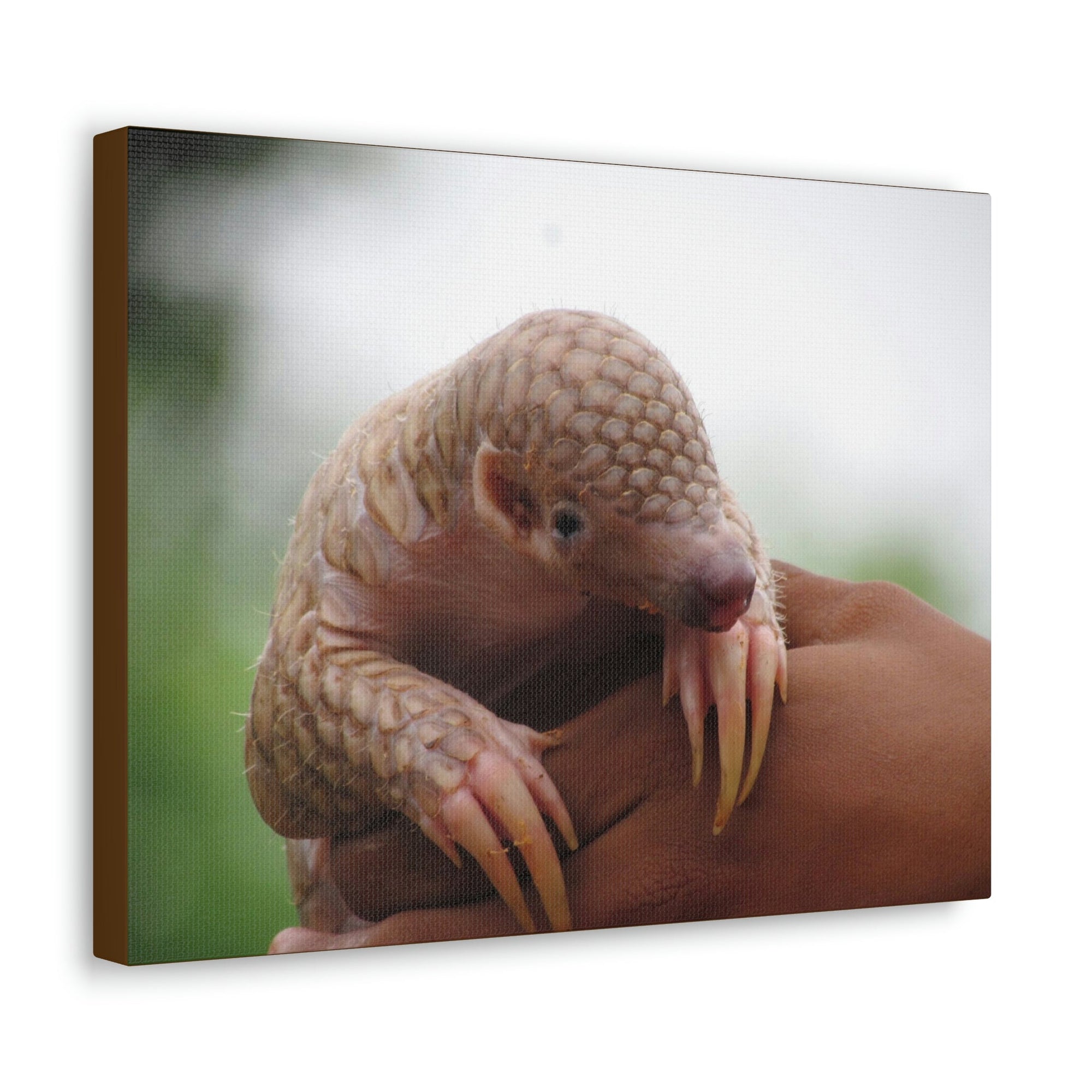 Funny African Tree Pangolin Silly African Tree Pangolin Inside Wall Art Ready to Hang Unframed-Express Your Love Gifts