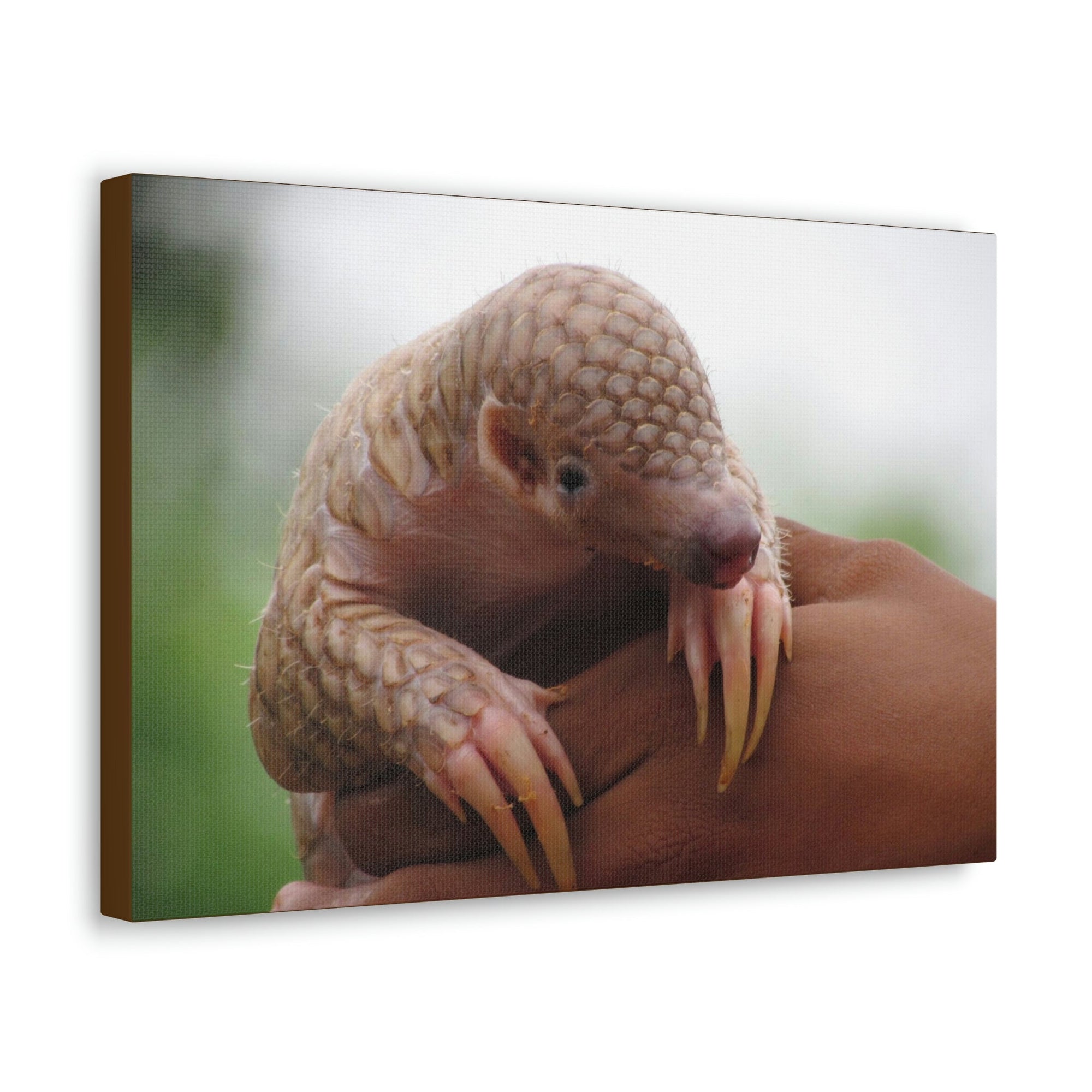 Funny African Tree Pangolin Silly African Tree Pangolin Inside Wall Art Ready to Hang Unframed-Express Your Love Gifts