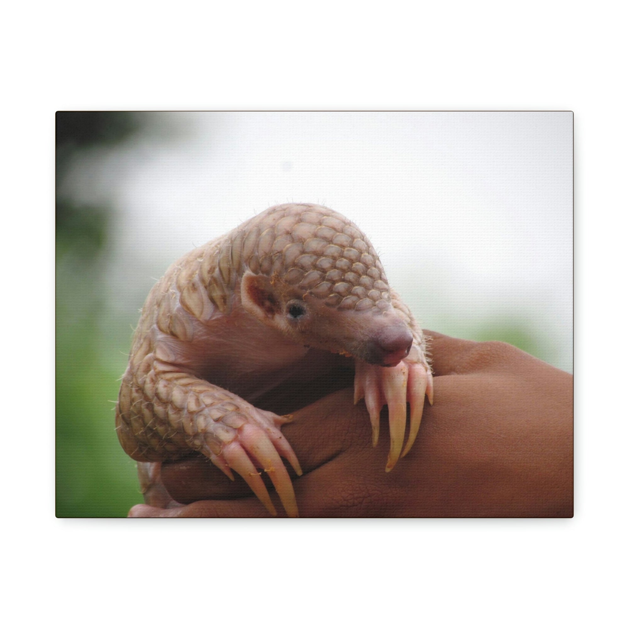 Funny African Tree Pangolin Silly African Tree Pangolin Inside Wall Art Ready to Hang Unframed-Express Your Love Gifts