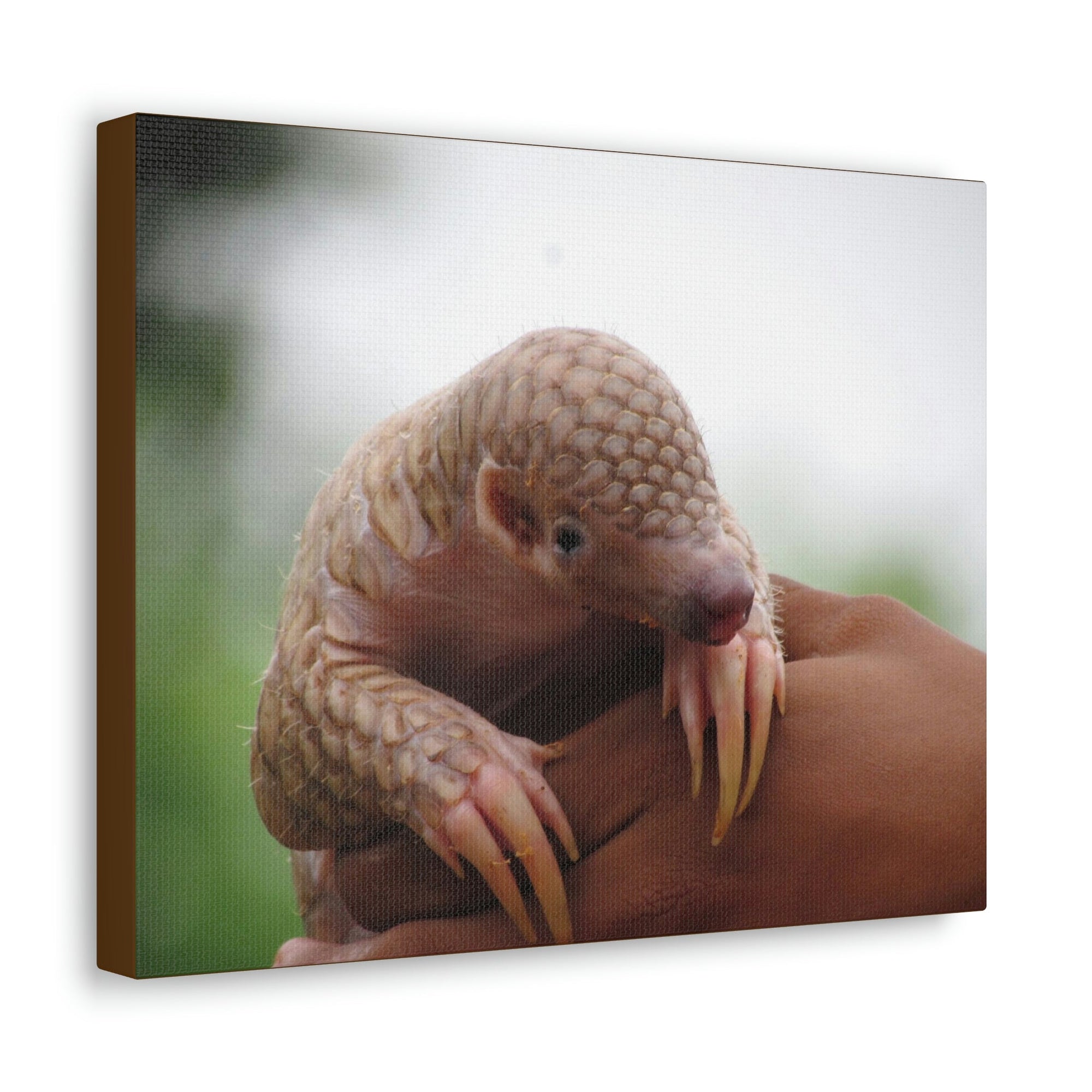 Funny African Tree Pangolin Silly African Tree Pangolin Inside Wall Art Ready to Hang Unframed-Express Your Love Gifts