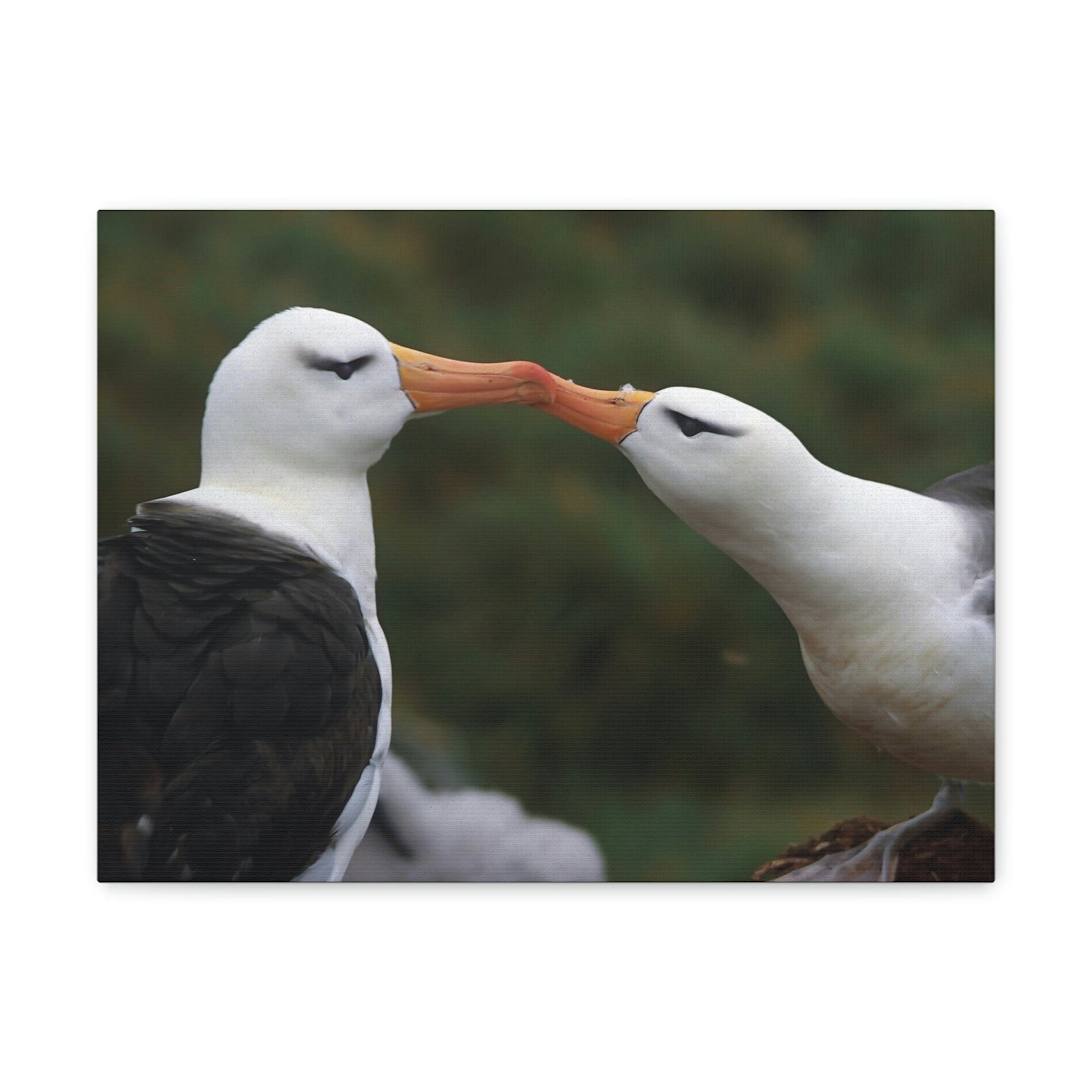 Funny Albatross Couple Kissing Outside Wall Art Ready to Hang Unframed-Express Your Love Gifts