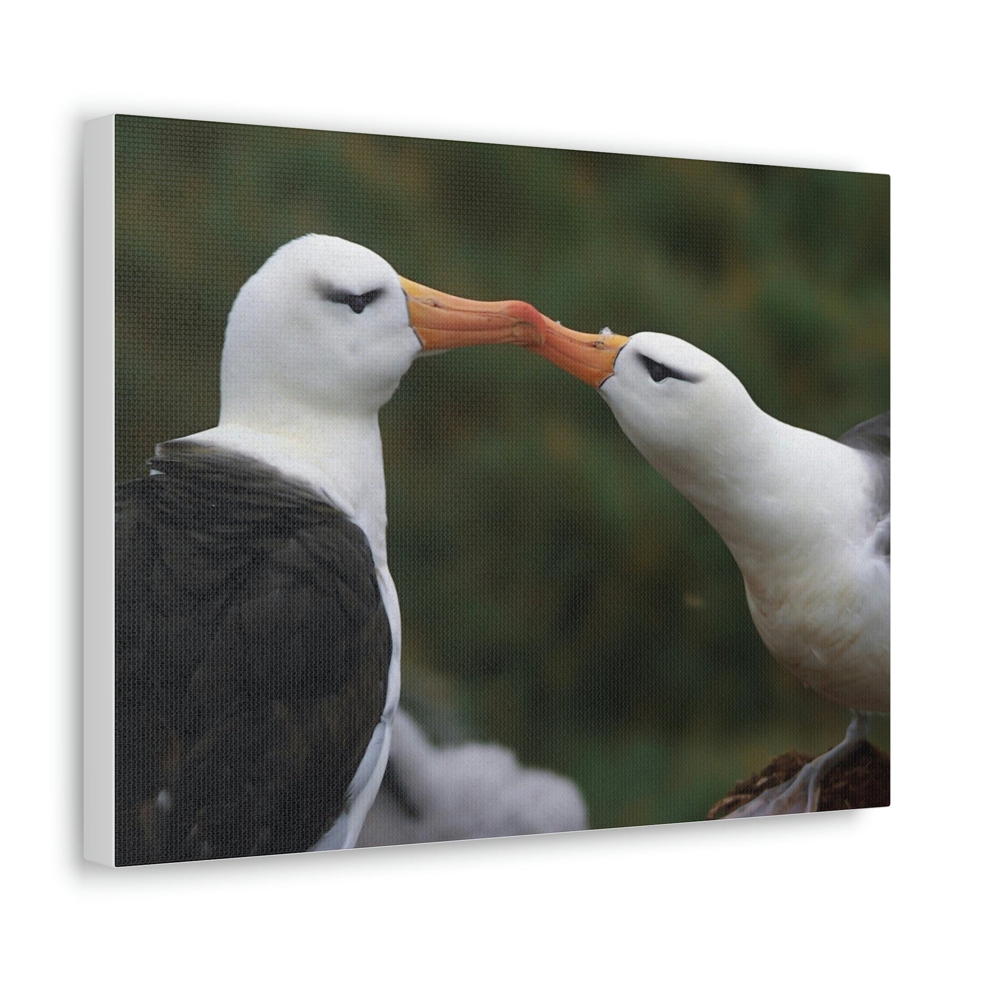 Funny Albatross Couple Kissing Outside Wall Art Ready to Hang Unframed-Express Your Love Gifts