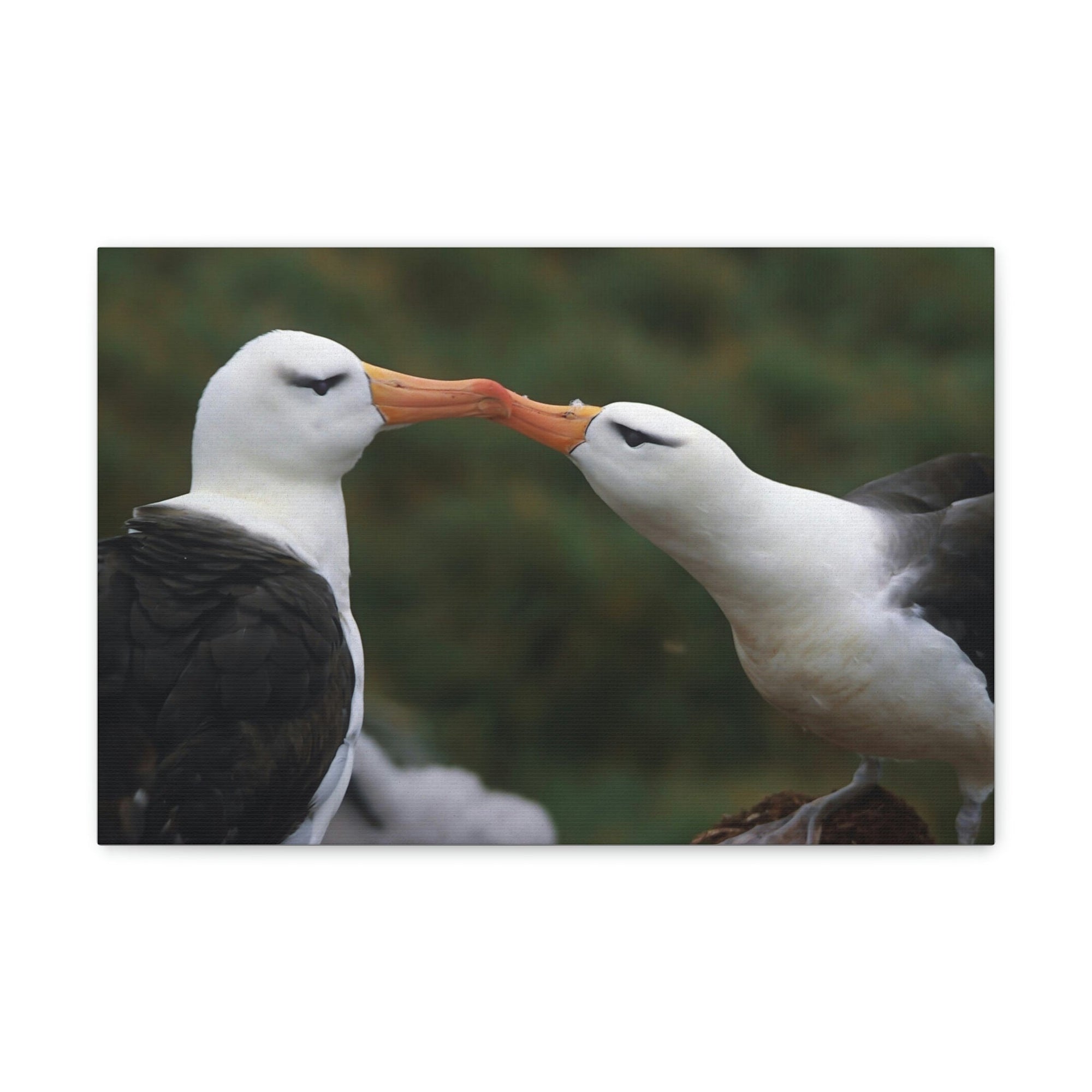 Funny Albatross Couple Kissing Outside Wall Art Ready to Hang Unframed-Express Your Love Gifts