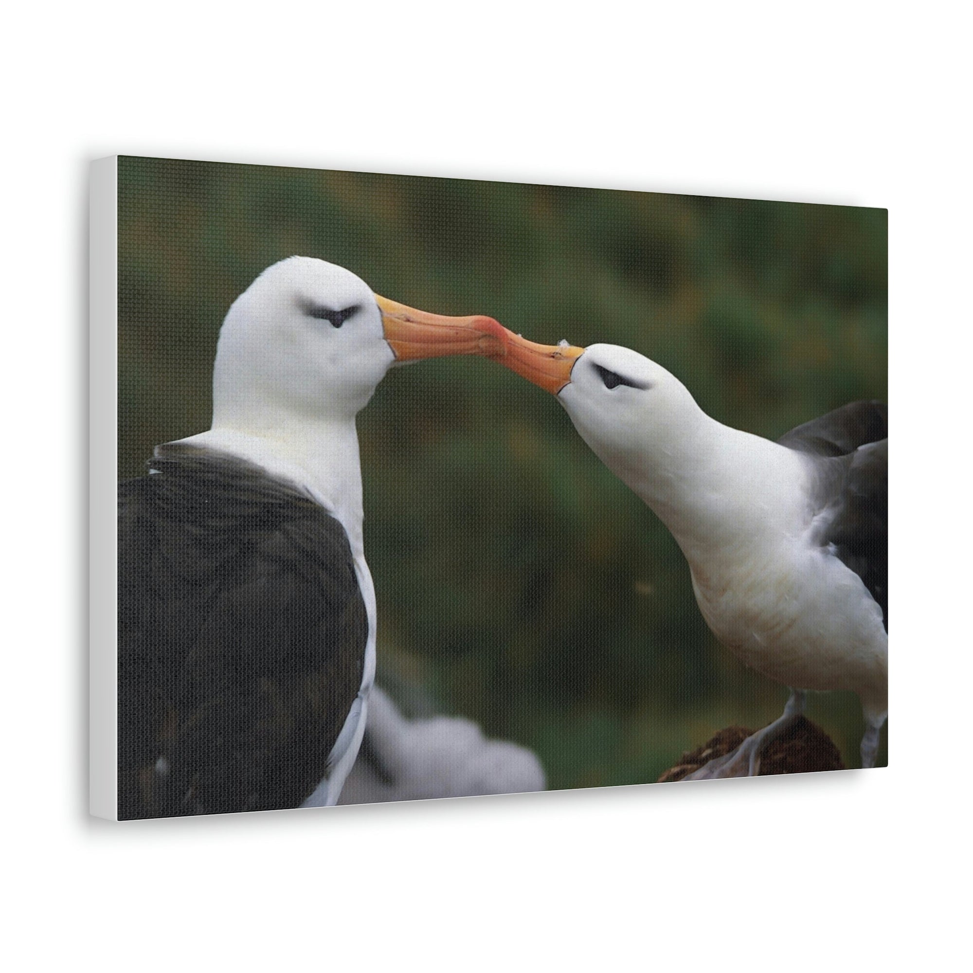 Funny Albatross Couple Kissing Outside Wall Art Ready to Hang Unframed-Express Your Love Gifts