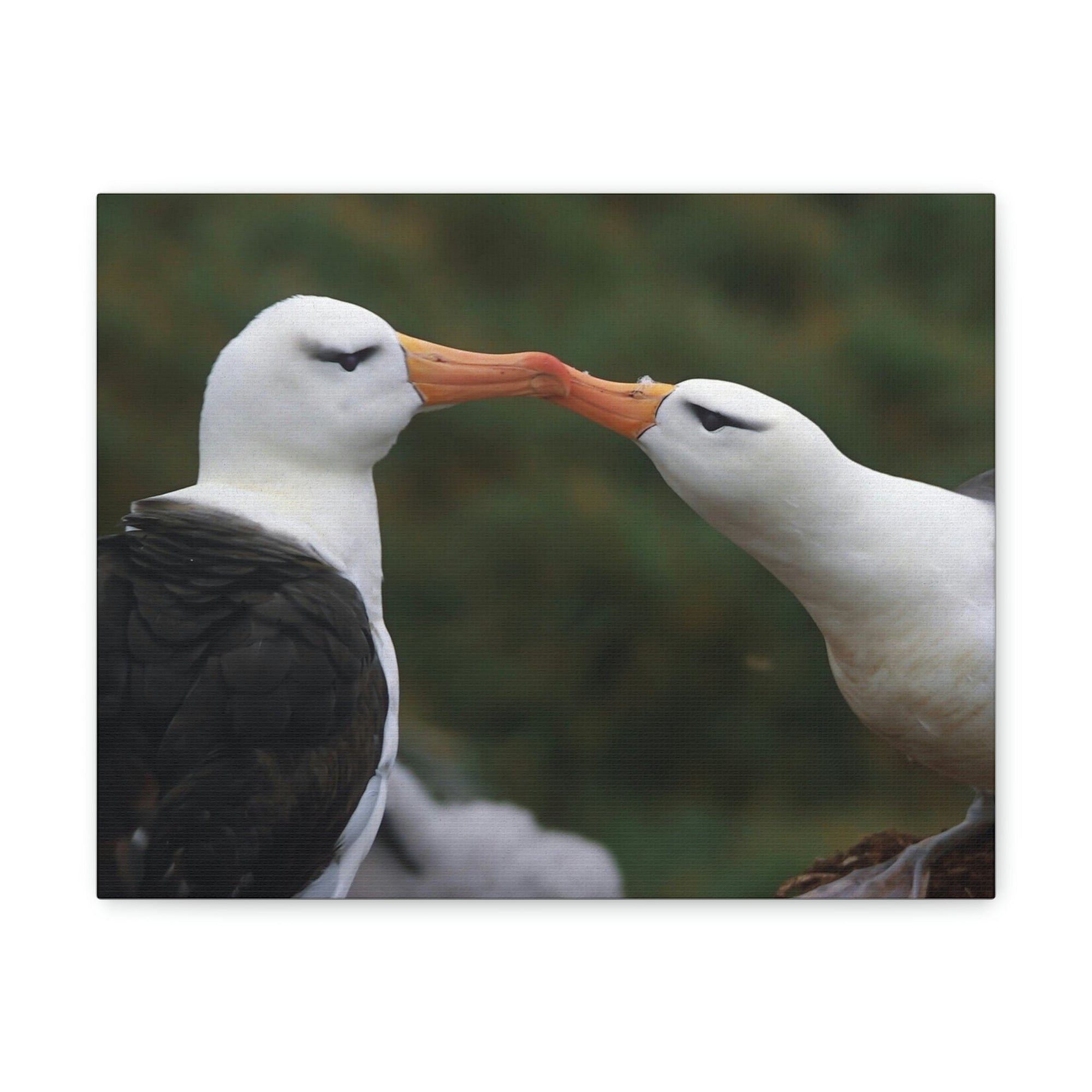 Funny Albatross Couple Kissing Outside Wall Art Ready to Hang Unframed-Express Your Love Gifts