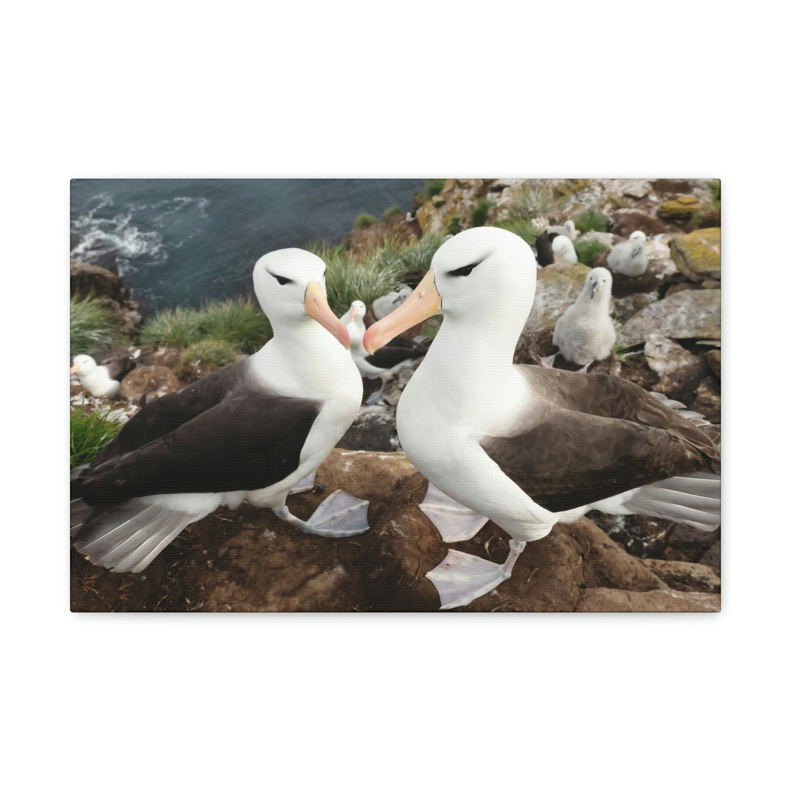 Funny Albatross Kissing Close Up Outside Wall Art Ready to Hang Unframed-Express Your Love Gifts