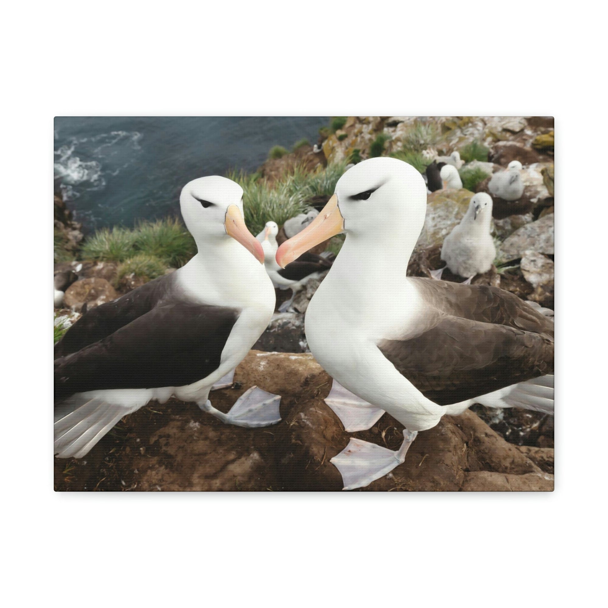 Funny Albatross Kissing Close Up Outside Wall Art Ready to Hang Unframed-Express Your Love Gifts