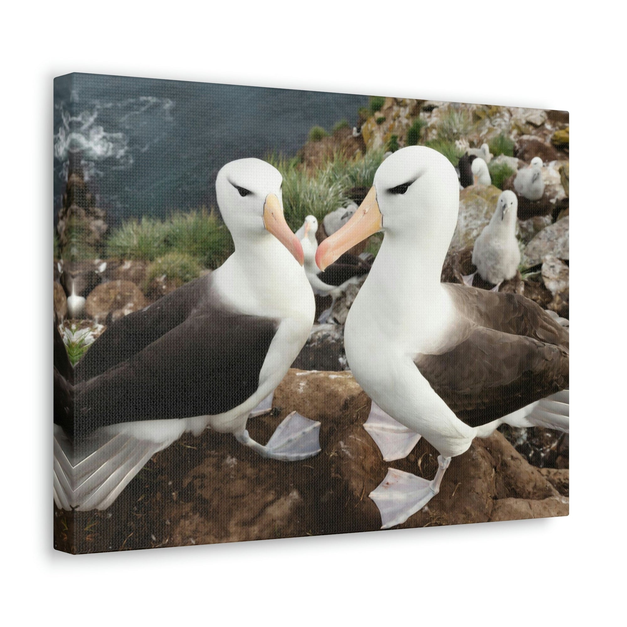 Funny Albatross Kissing Close Up Outside Wall Art Ready to Hang Unframed-Express Your Love Gifts