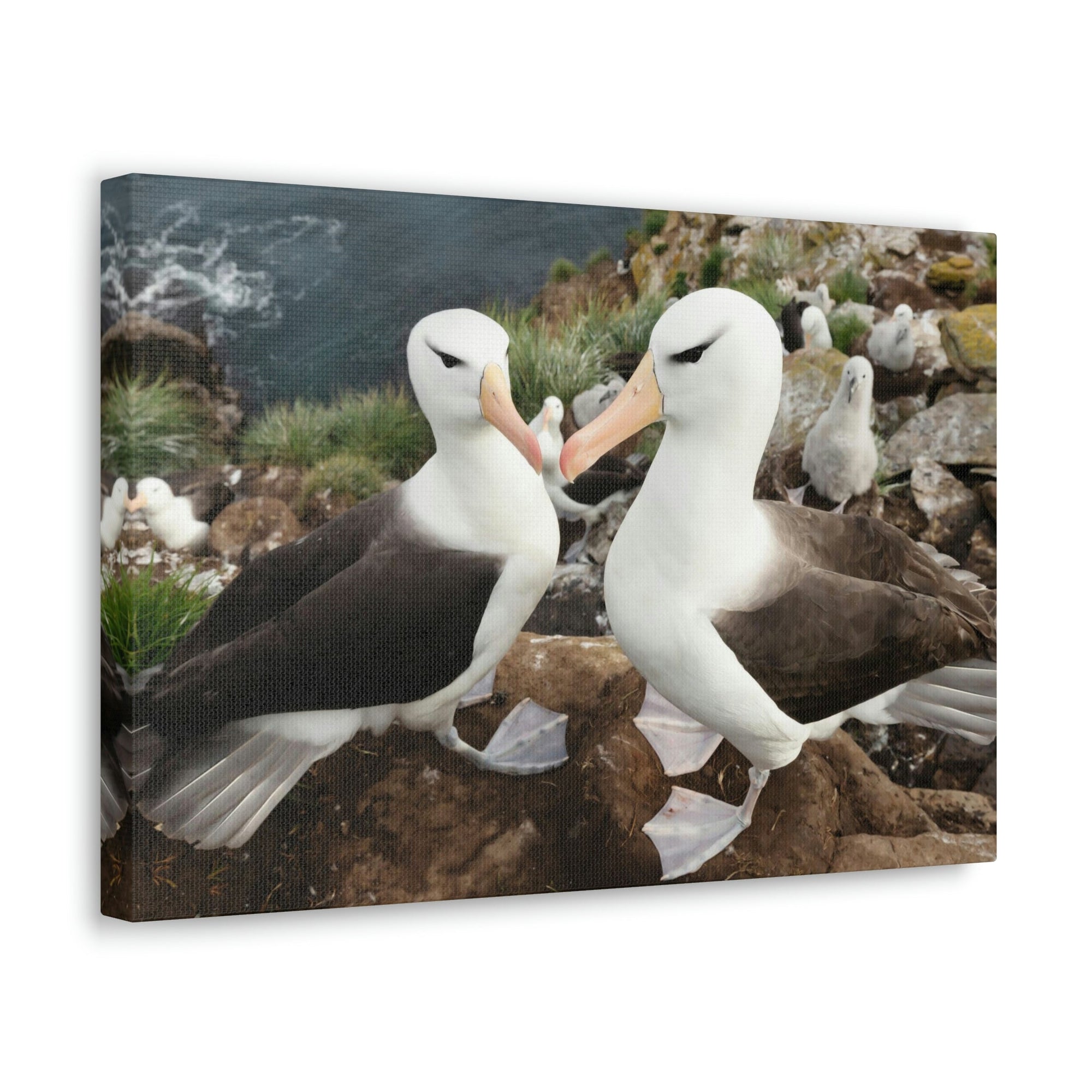 Funny Albatross Kissing Close Up Outside Wall Art Ready to Hang Unframed-Express Your Love Gifts