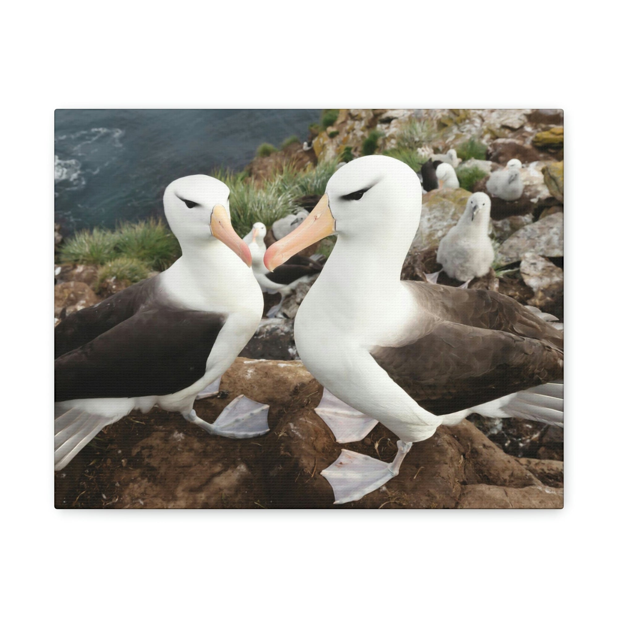 Funny Albatross Kissing Close Up Outside Wall Art Ready to Hang Unframed-Express Your Love Gifts